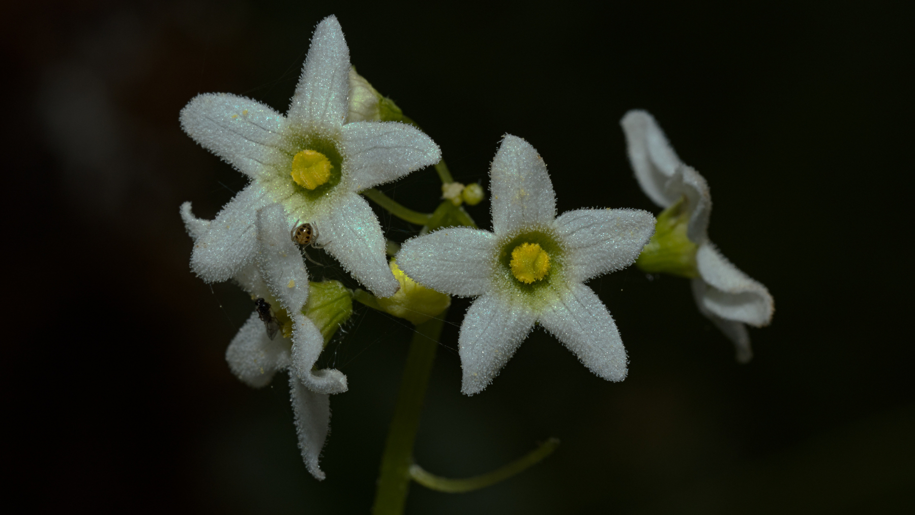 tiny critters on oregon manroot flowers