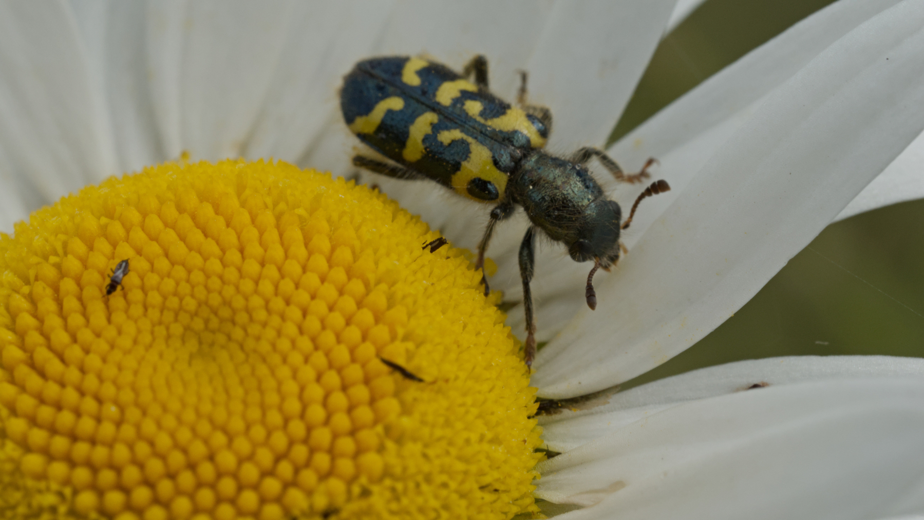two tiny bugs on a flower