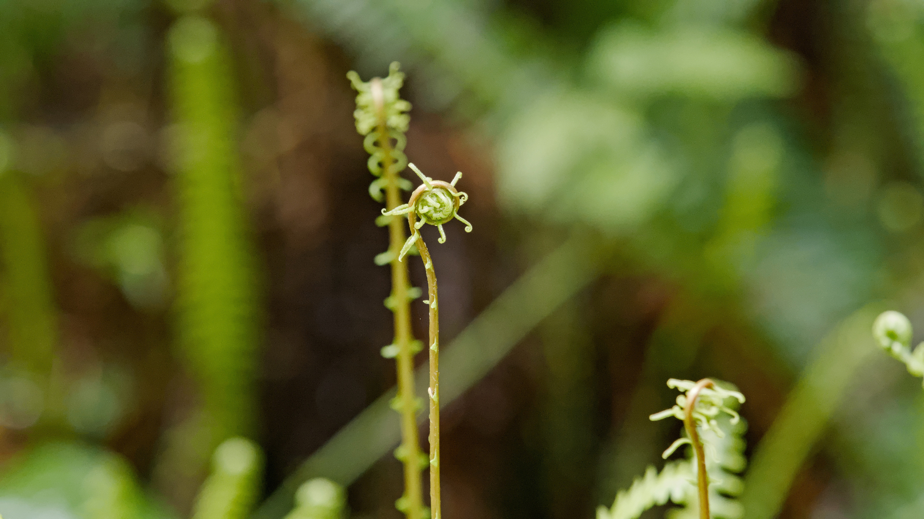 a fern head unrolling