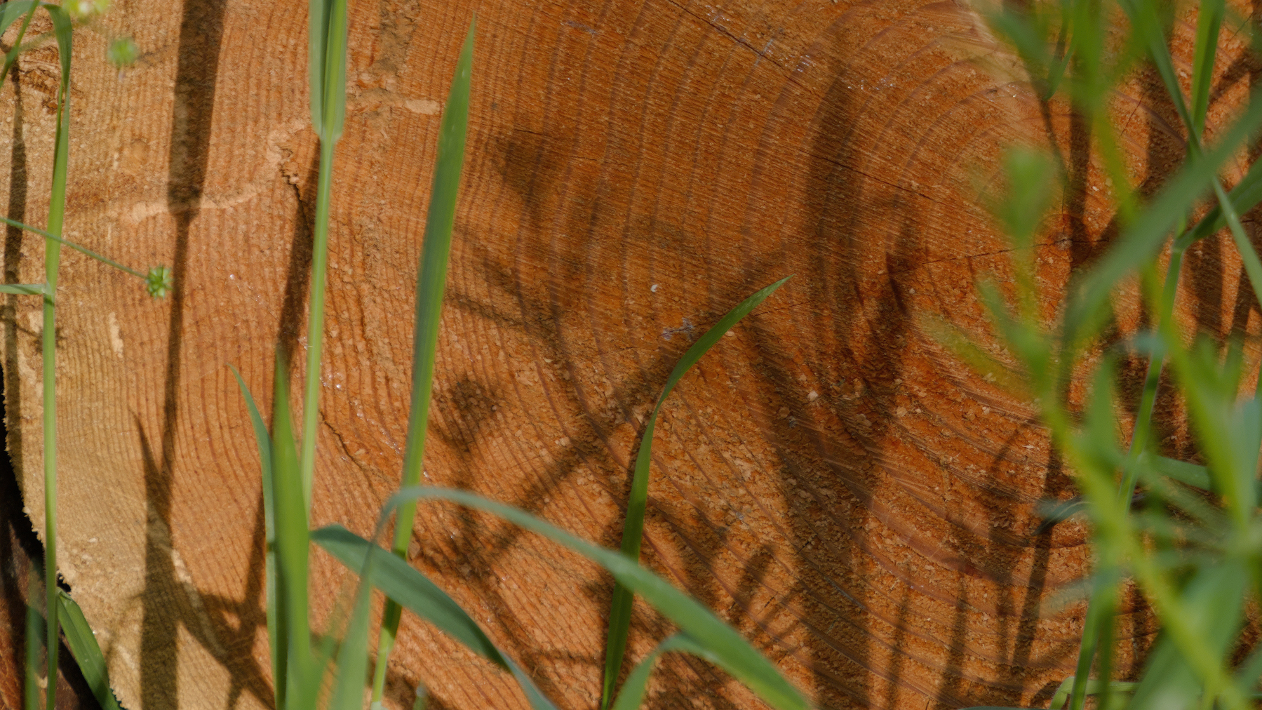fresh-cut log end with foliage shadows