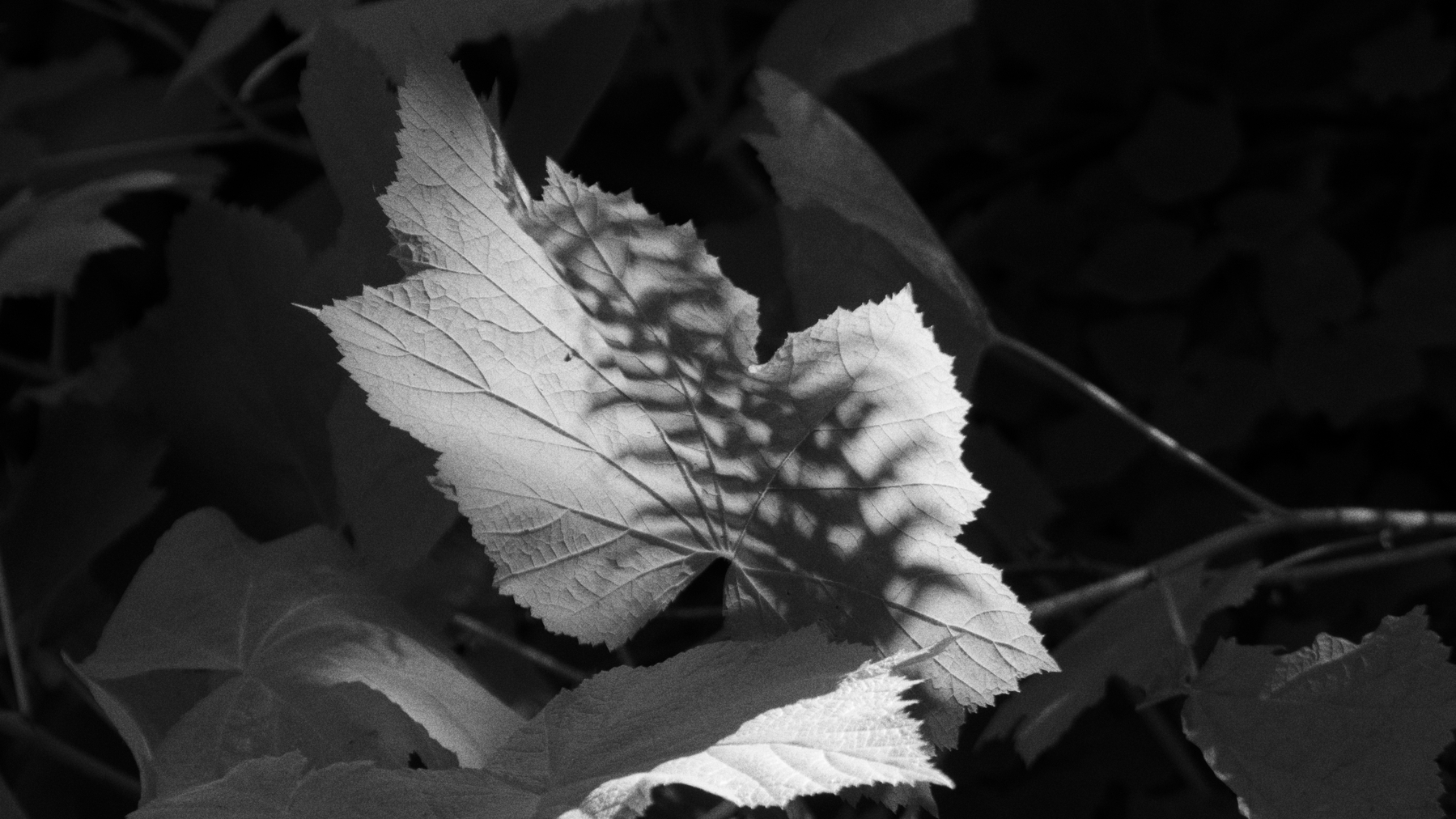 black and white photo of a leaf backlit with the shadow of a fern