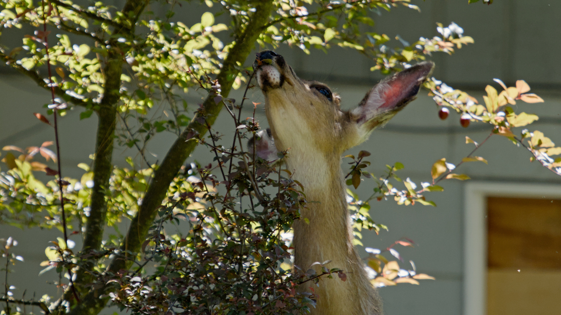 Deer grazing in a front yard