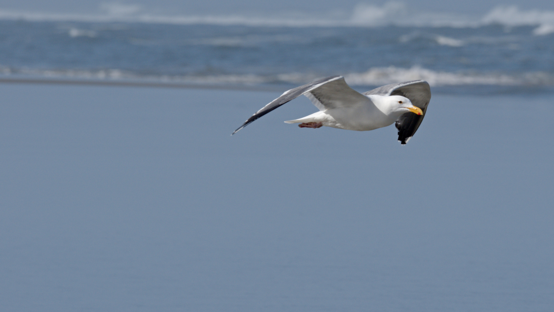 A western gull flying away
