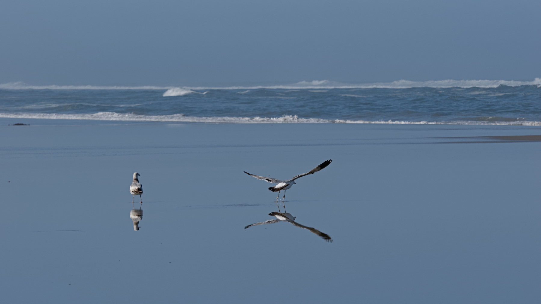 two western gulls on the beach
