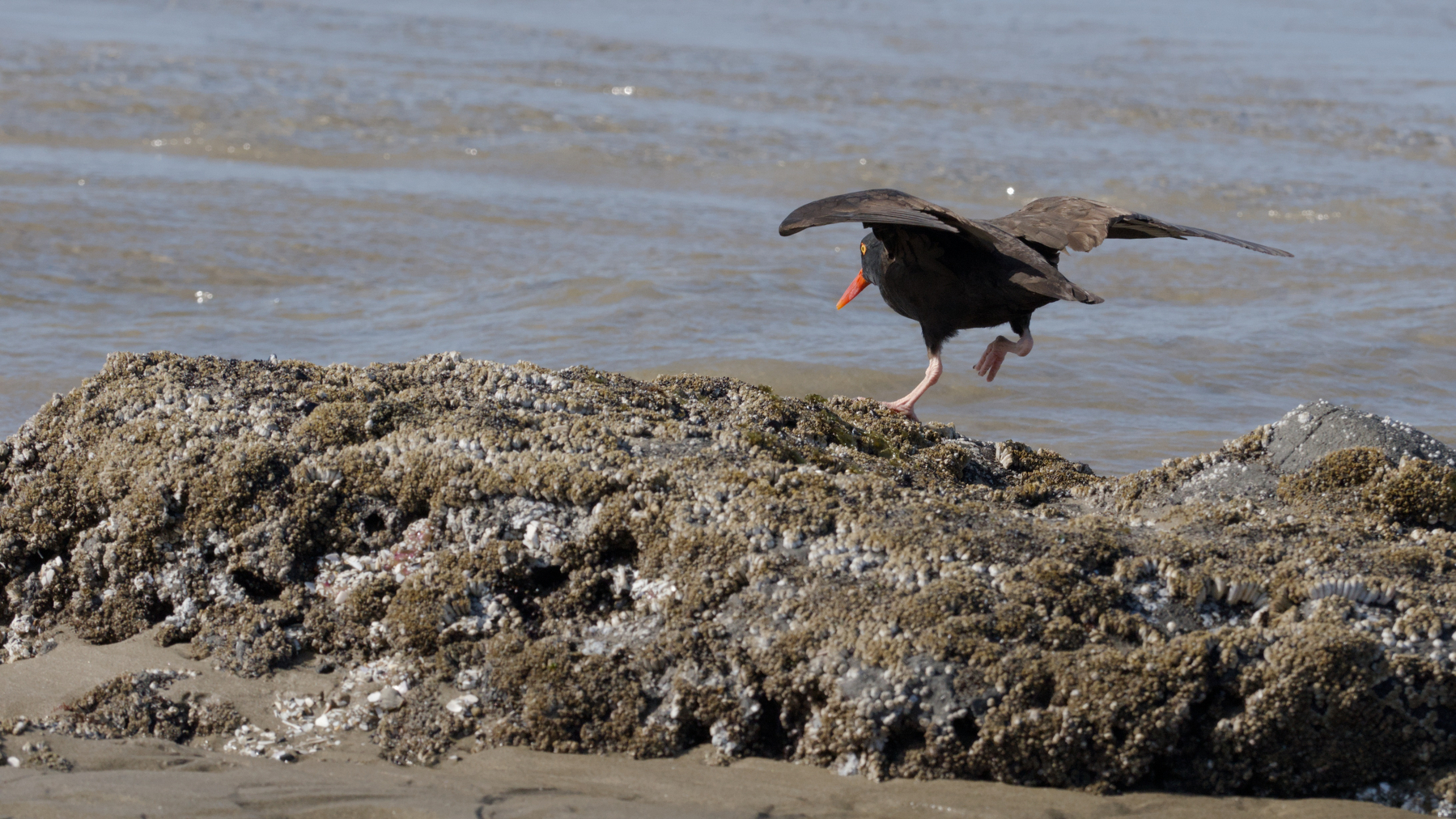 bird taking flight from a rock outcropping at the beach