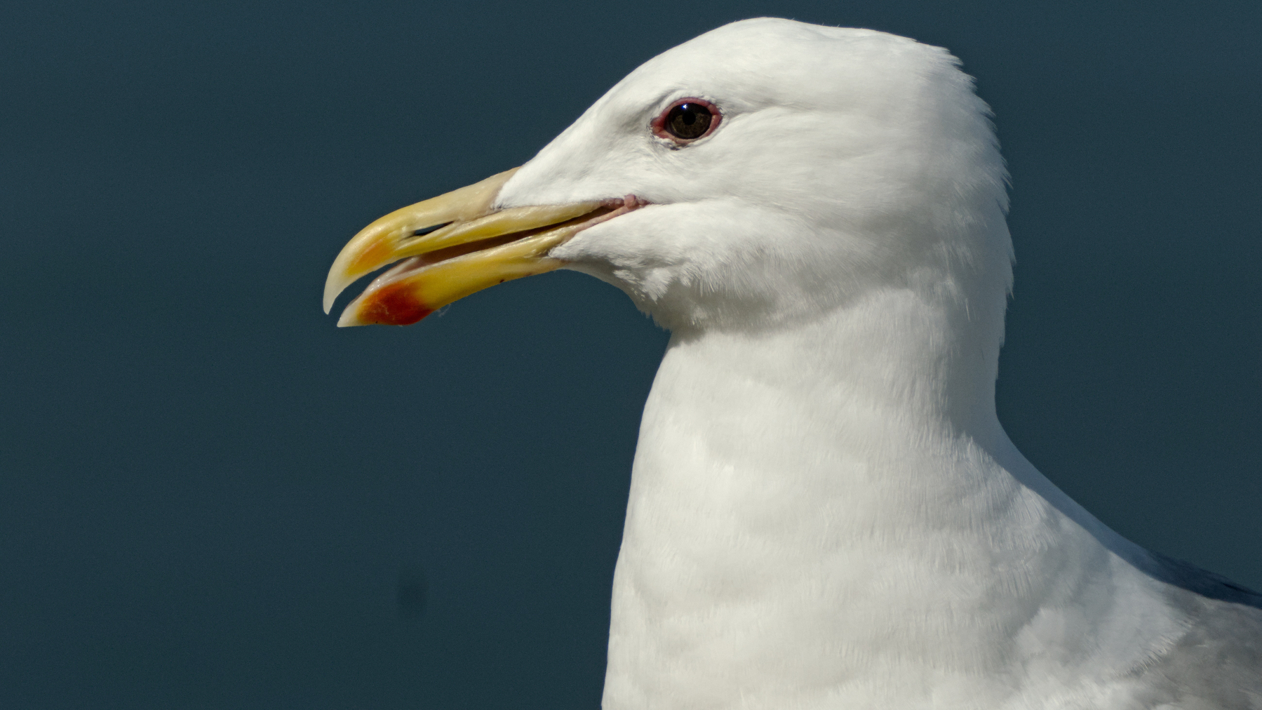 a seagull poses for the camera
