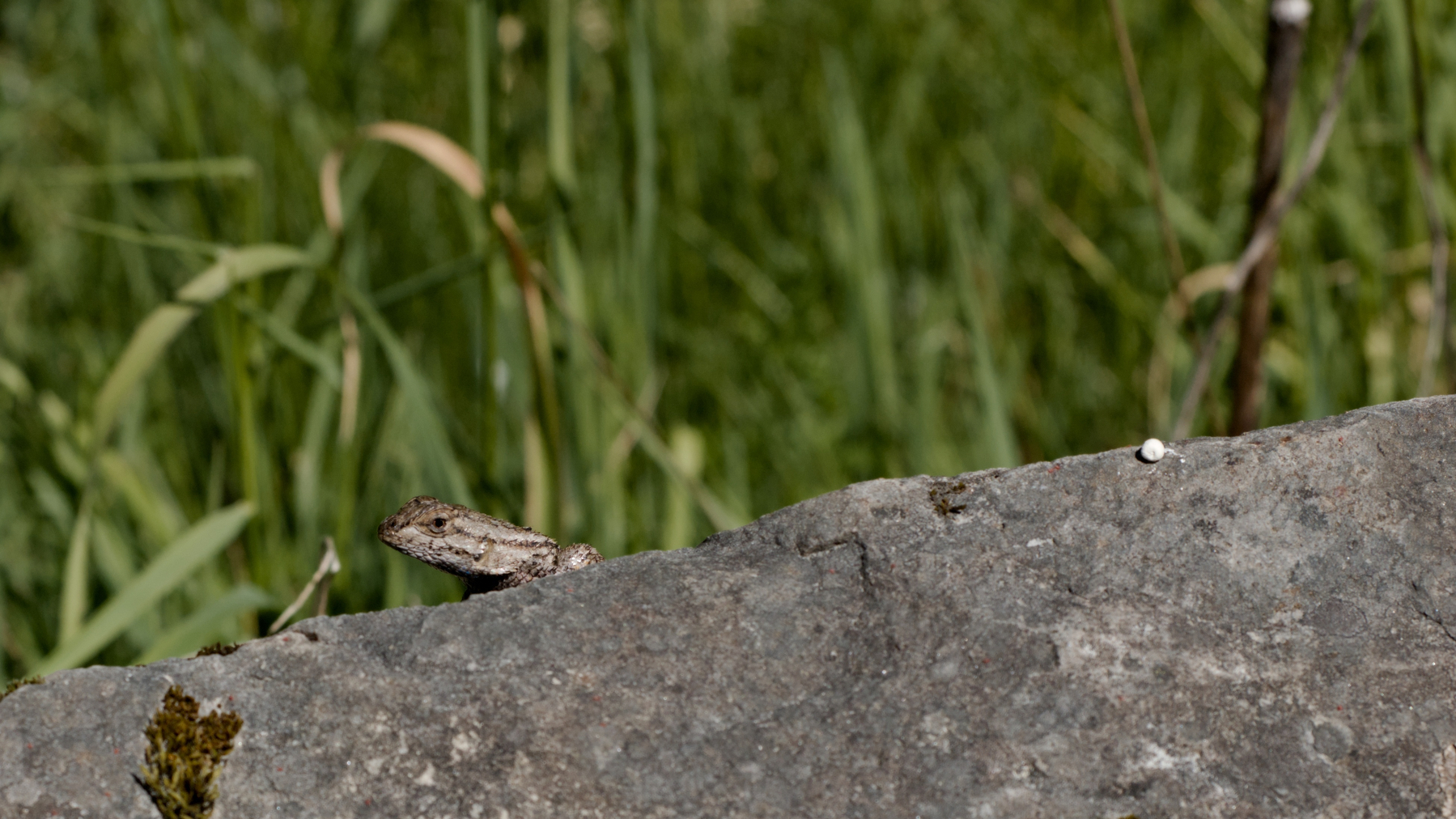 lizard peering over a rock