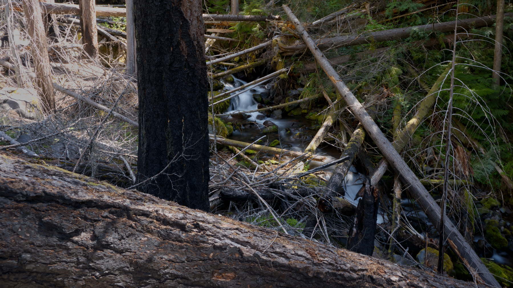 forest stream in a gorge blocked by many fallen trees