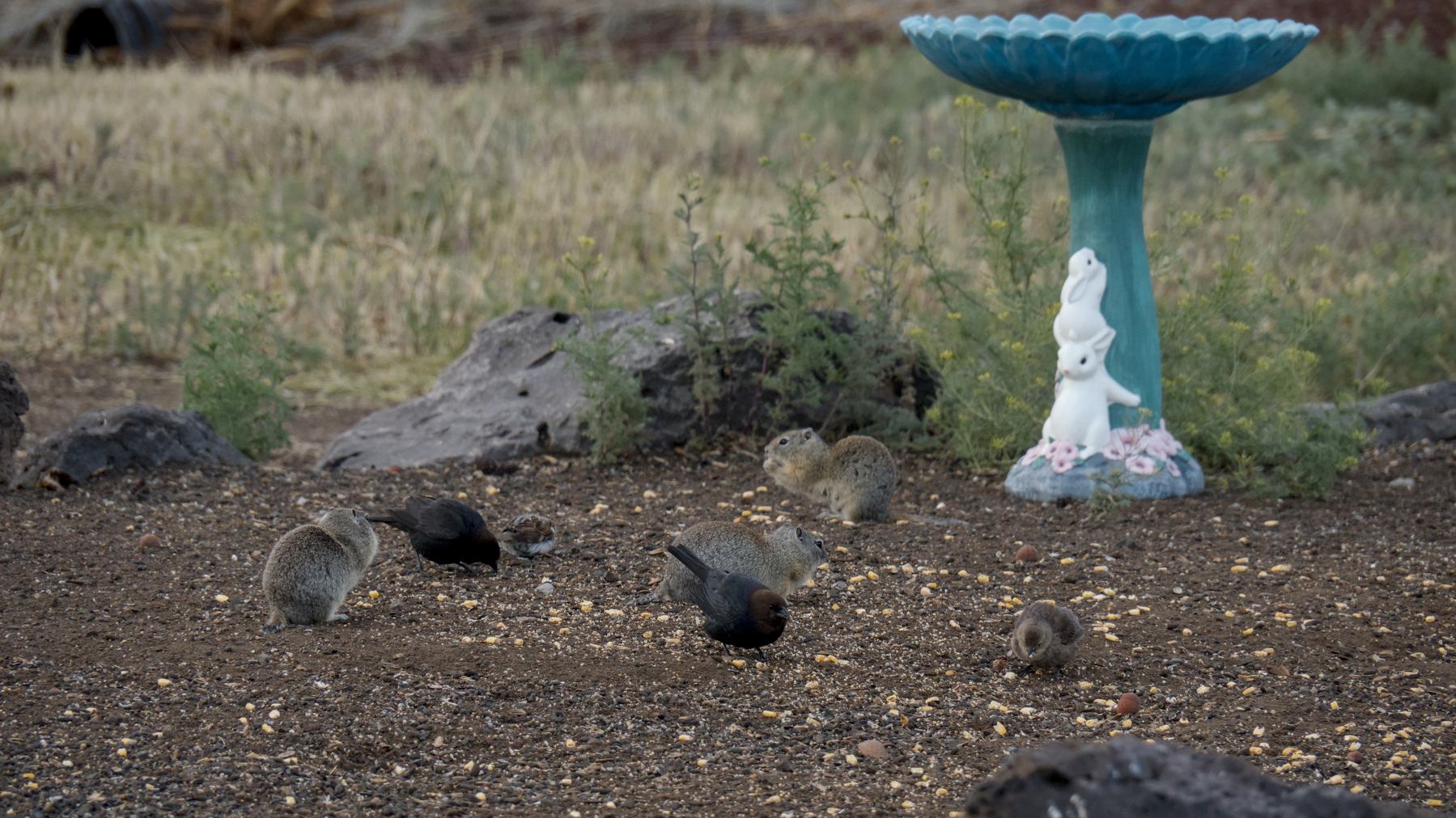 small birds and squirrels and a birdbath