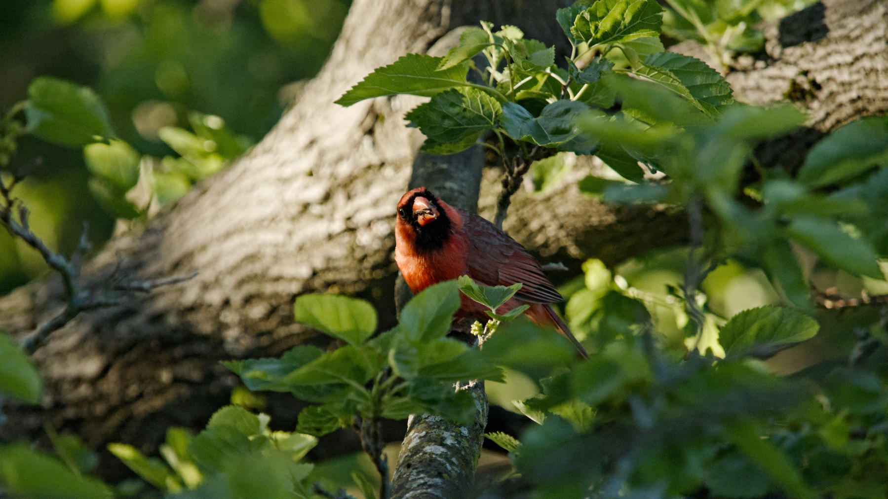 cardinal in a tree
