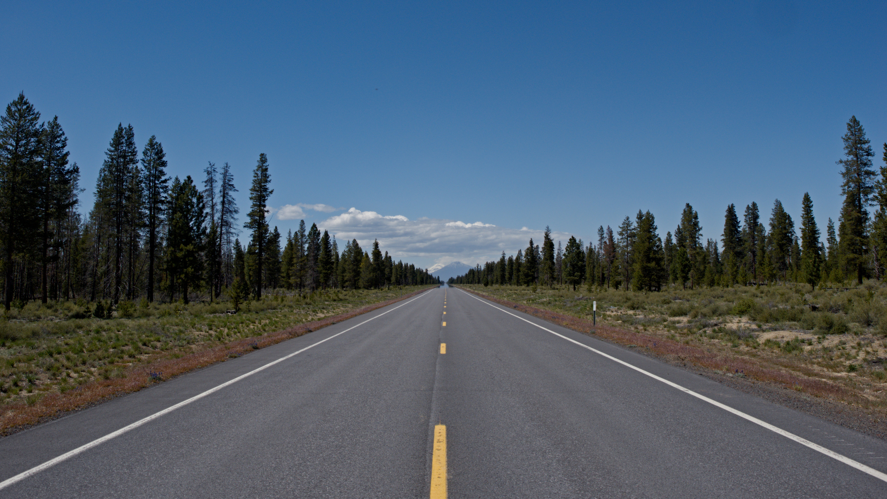 2 lane highway flanked by pine trees