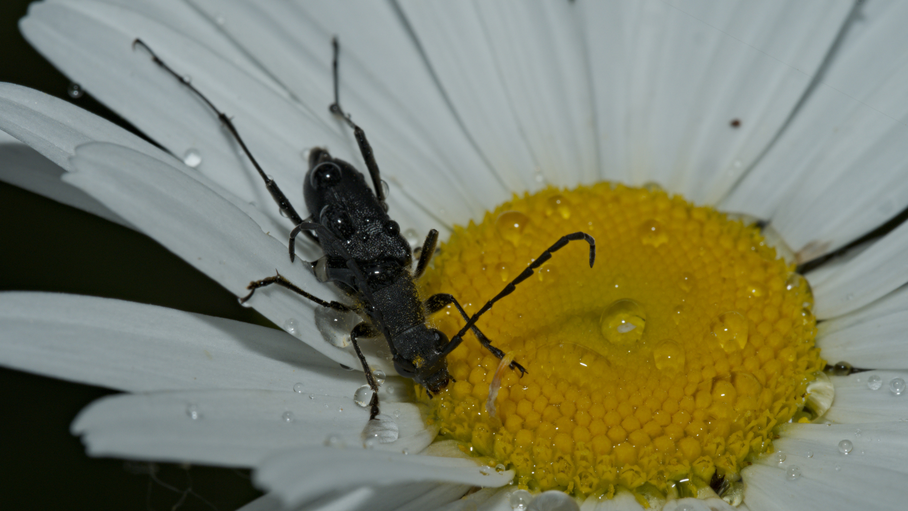 black beetle on a daisy with water droplets