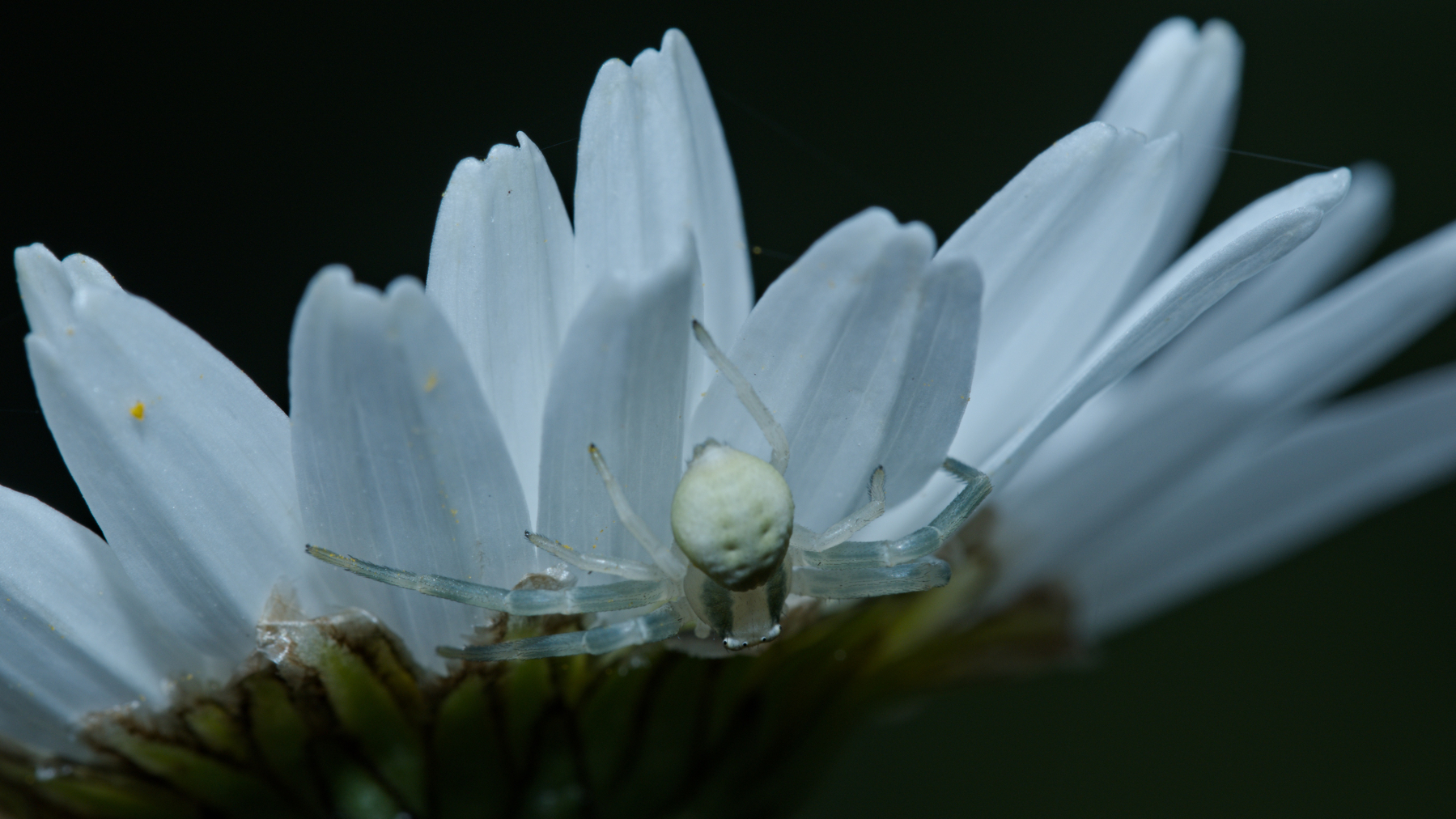 small spider on the bottom of a flower