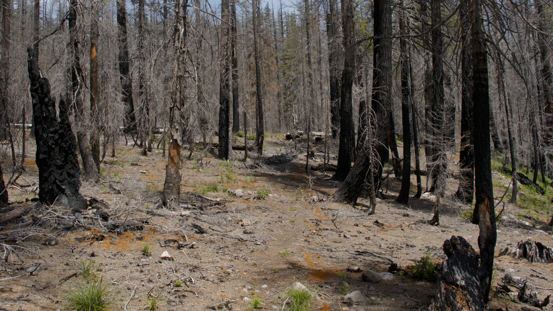 burned trees and a sandy trailbed