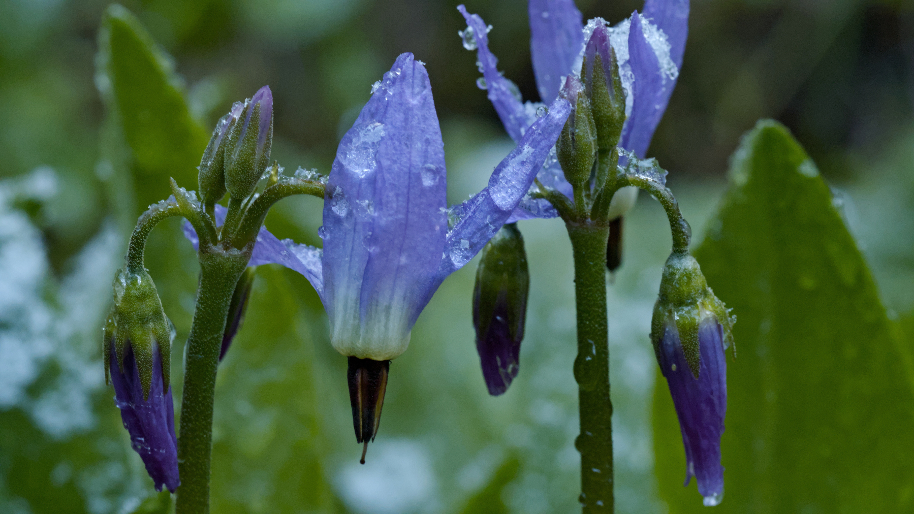 small purplish flowers