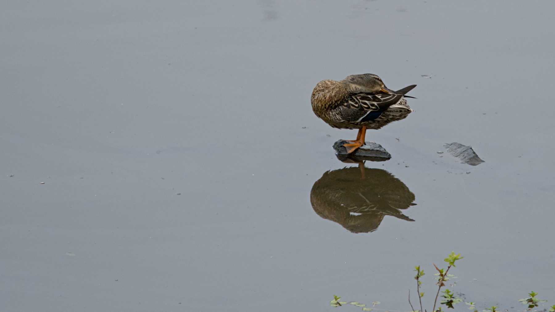 a duck balanced on a rock in a lake