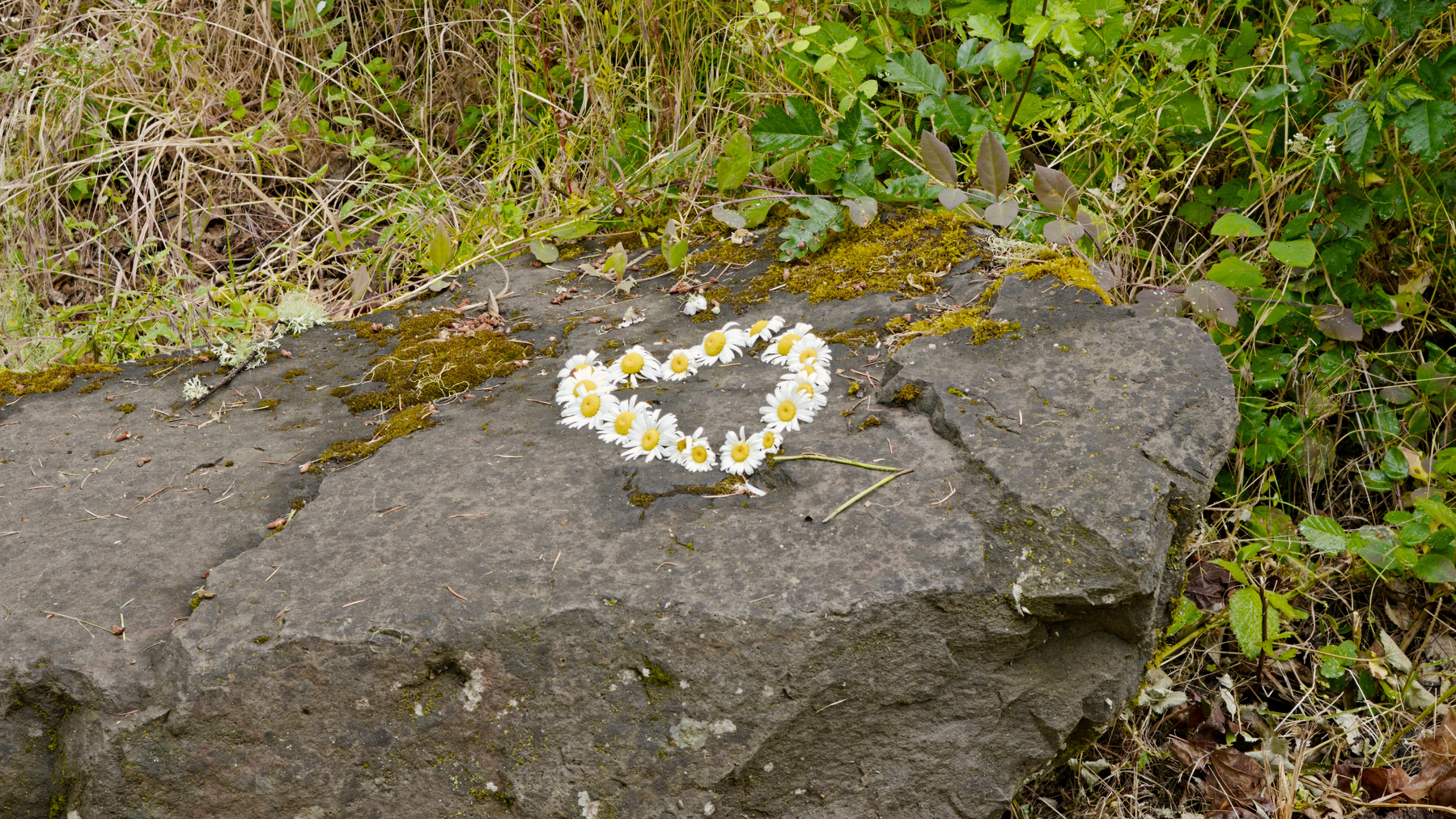 daisies arranged in a heart shape on top of a rock