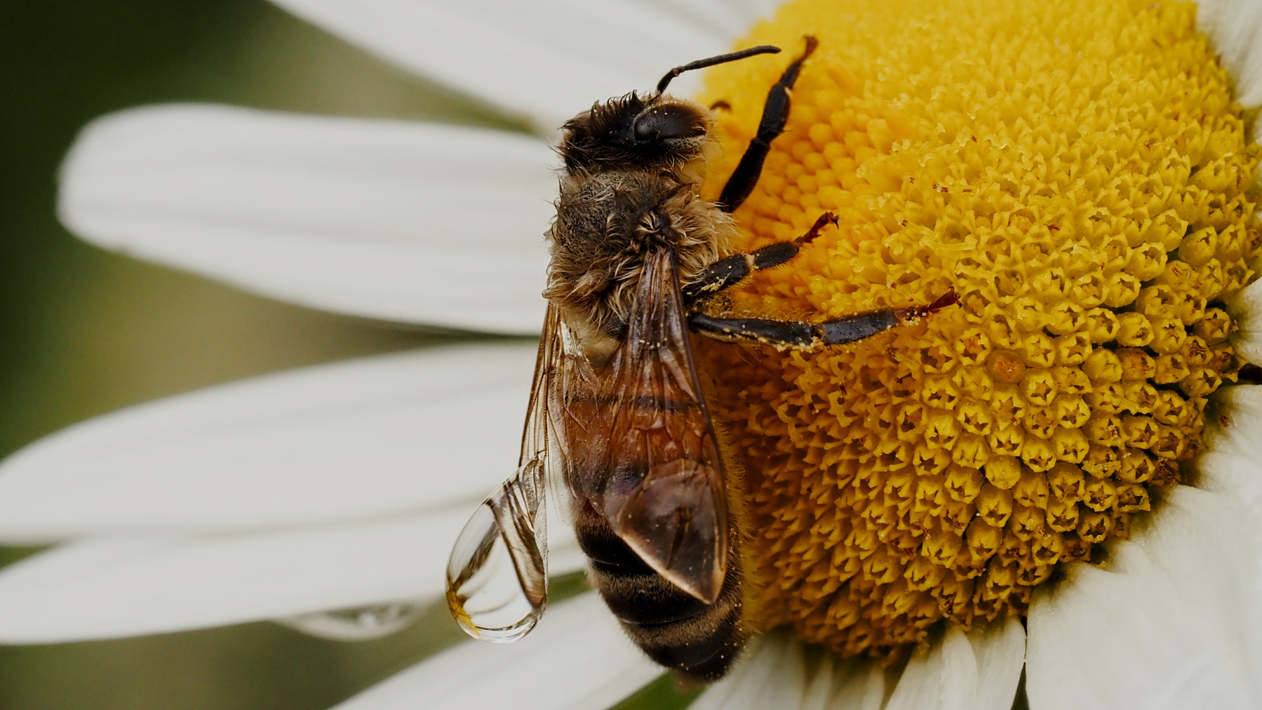 bee on a flower with water droplets on its wing tips