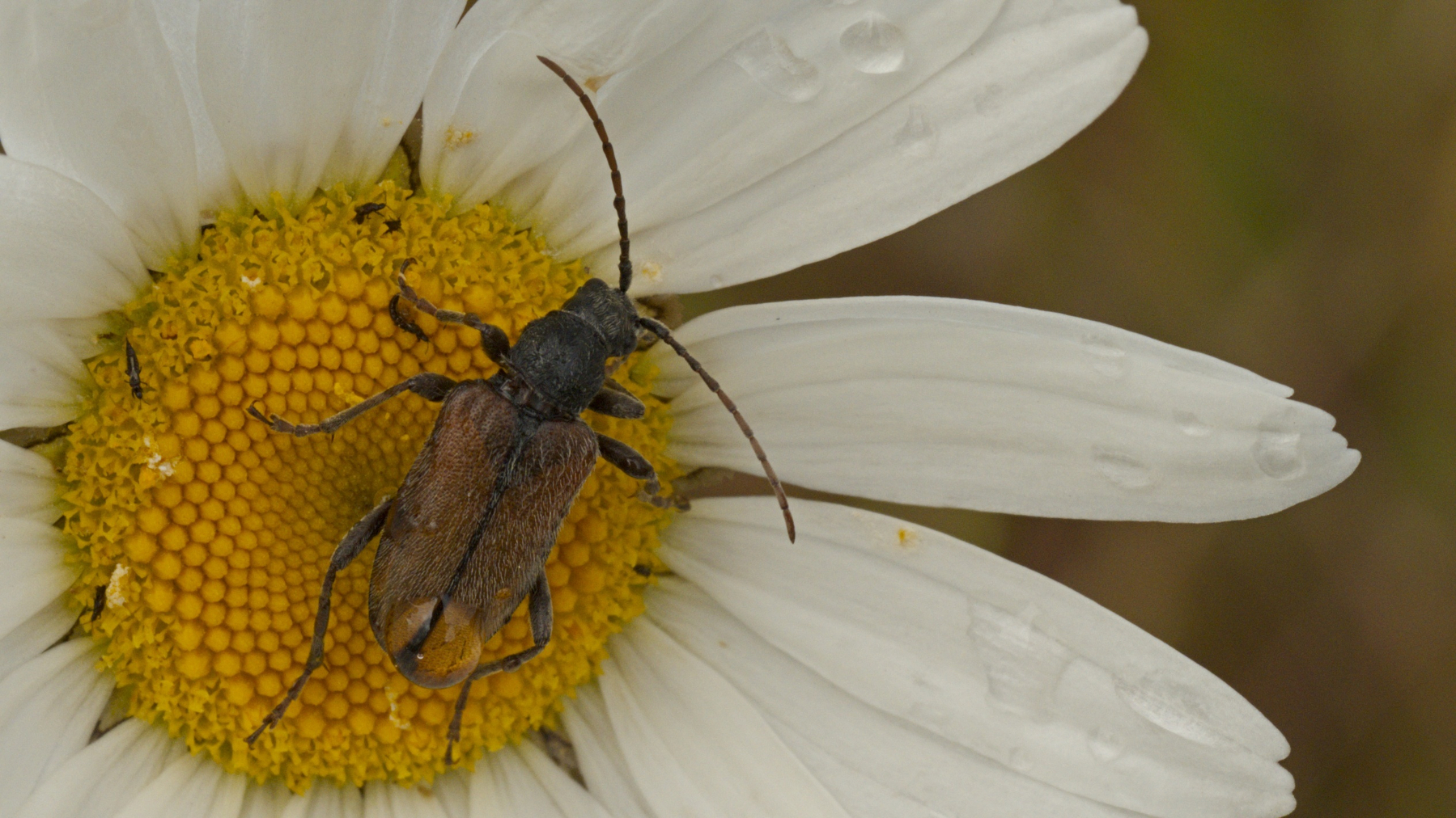 a damp beetle and some tiny bugs on a daisy