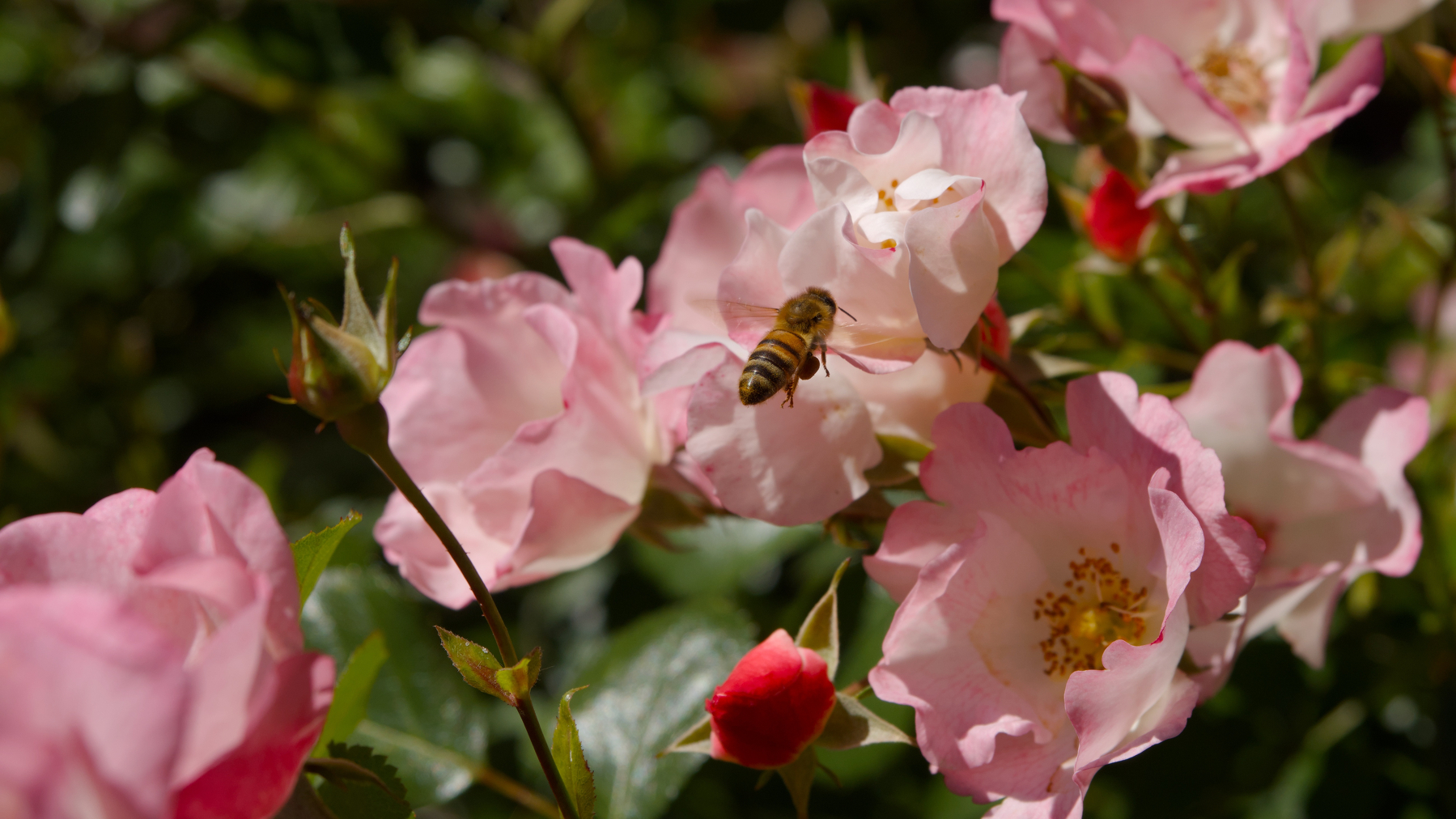 bee hovering over a bunch of roses