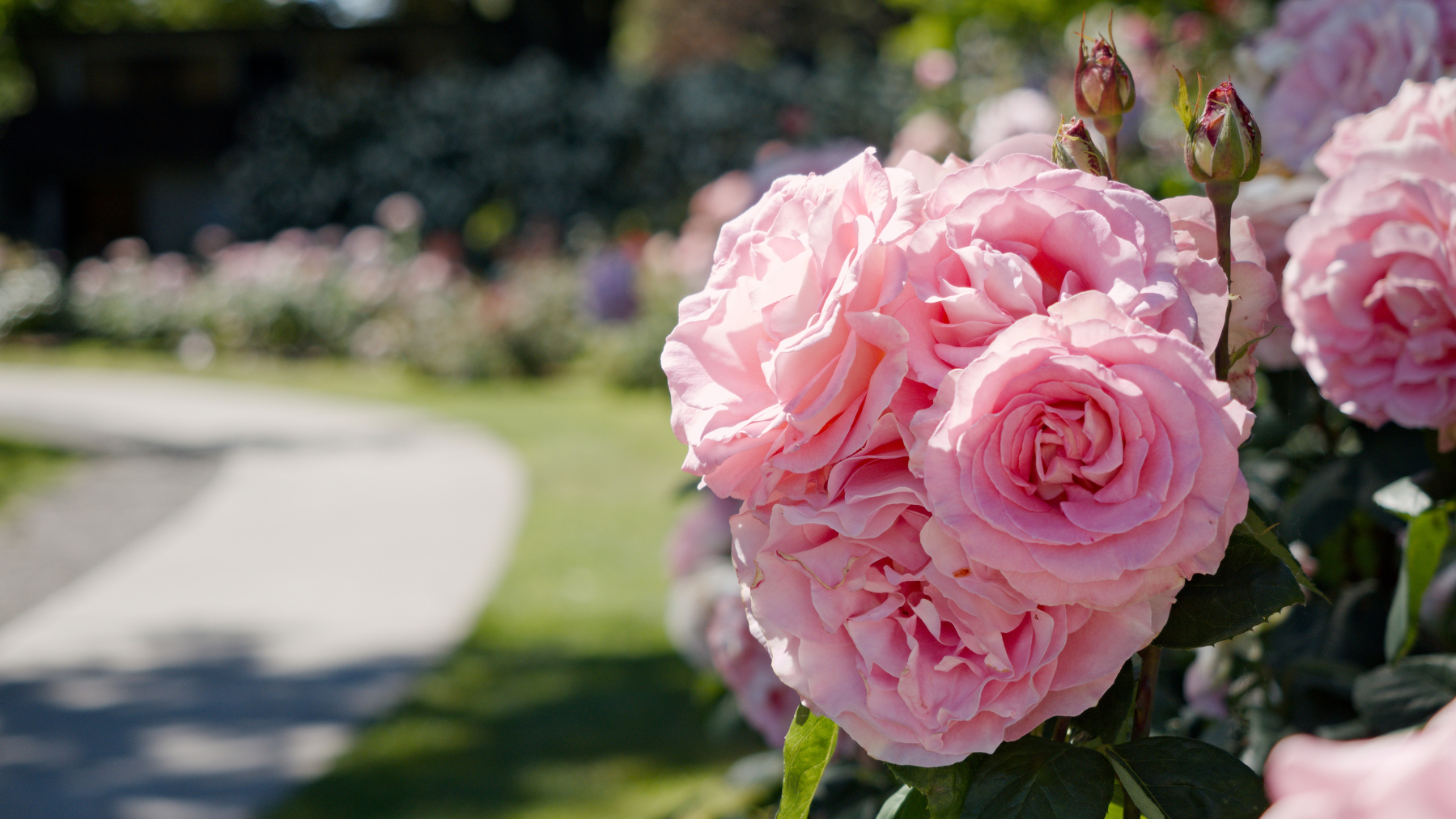 a cluster of pink roses