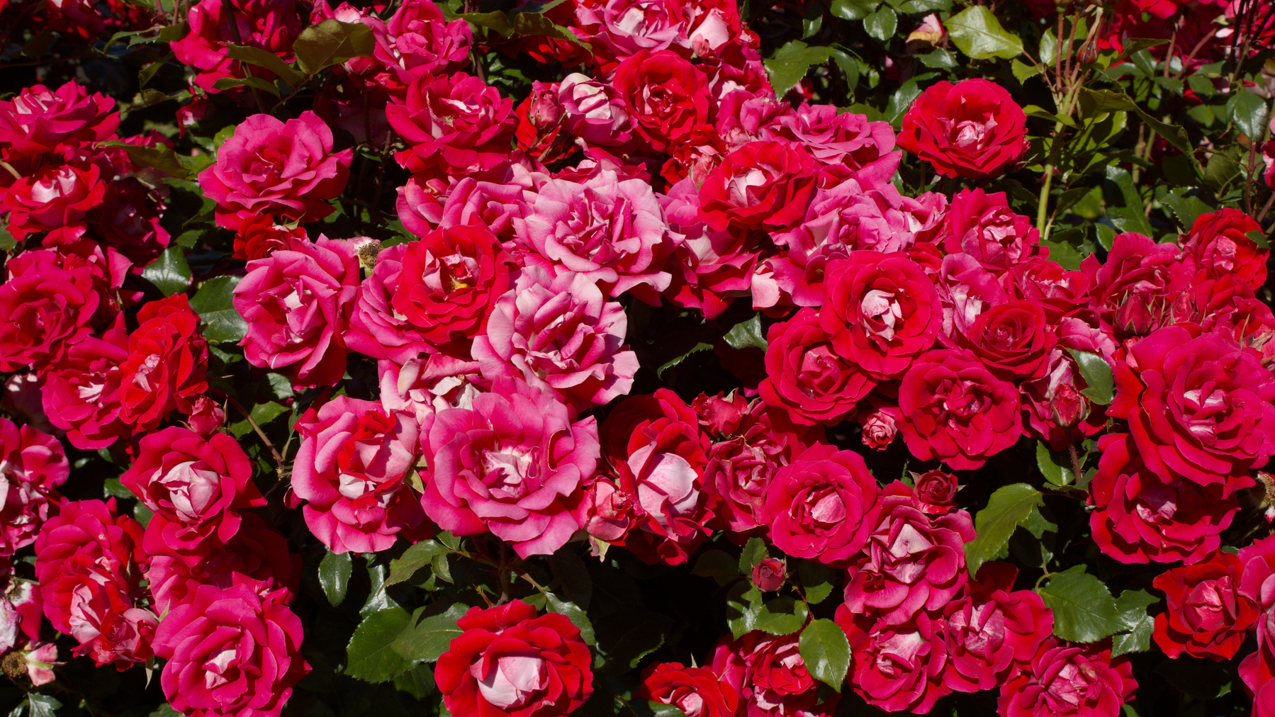 a large number of red roses