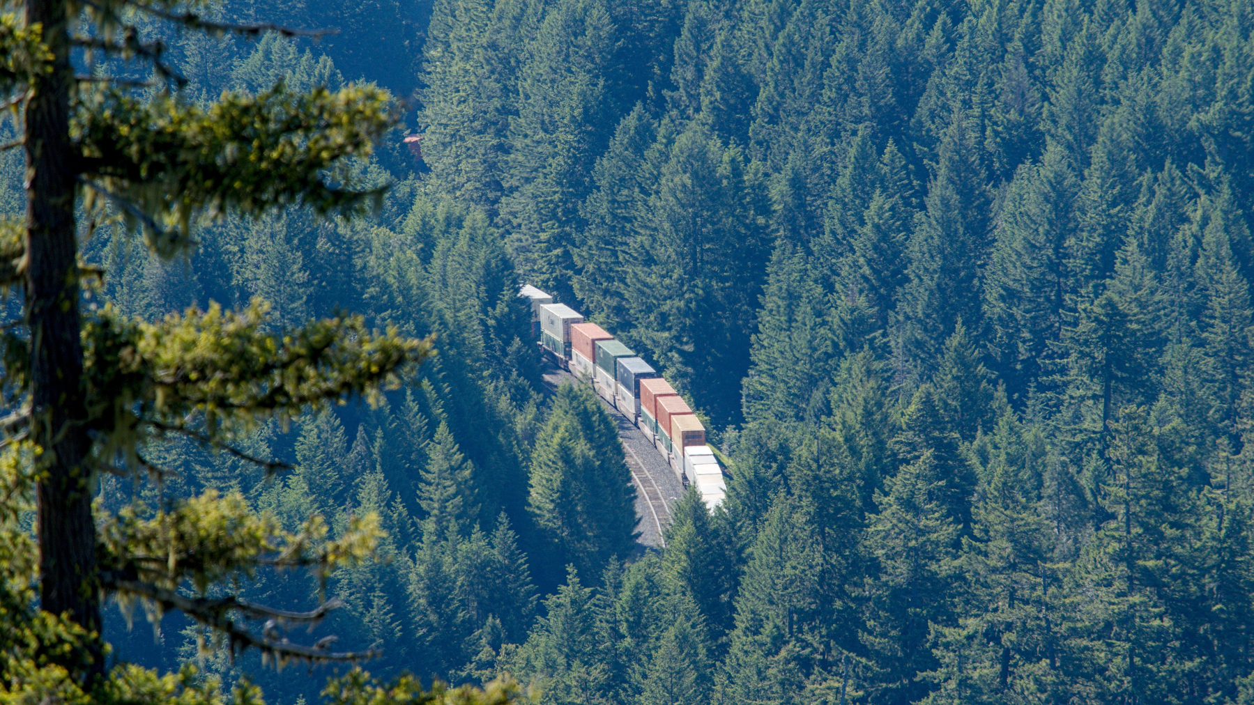 a few train cars seen in a forest clearing