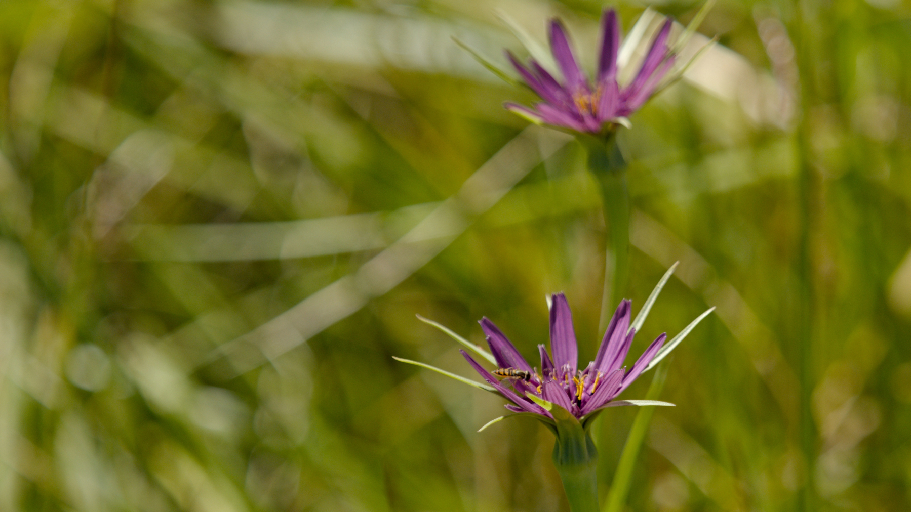 two purple flowers and a tiny bee