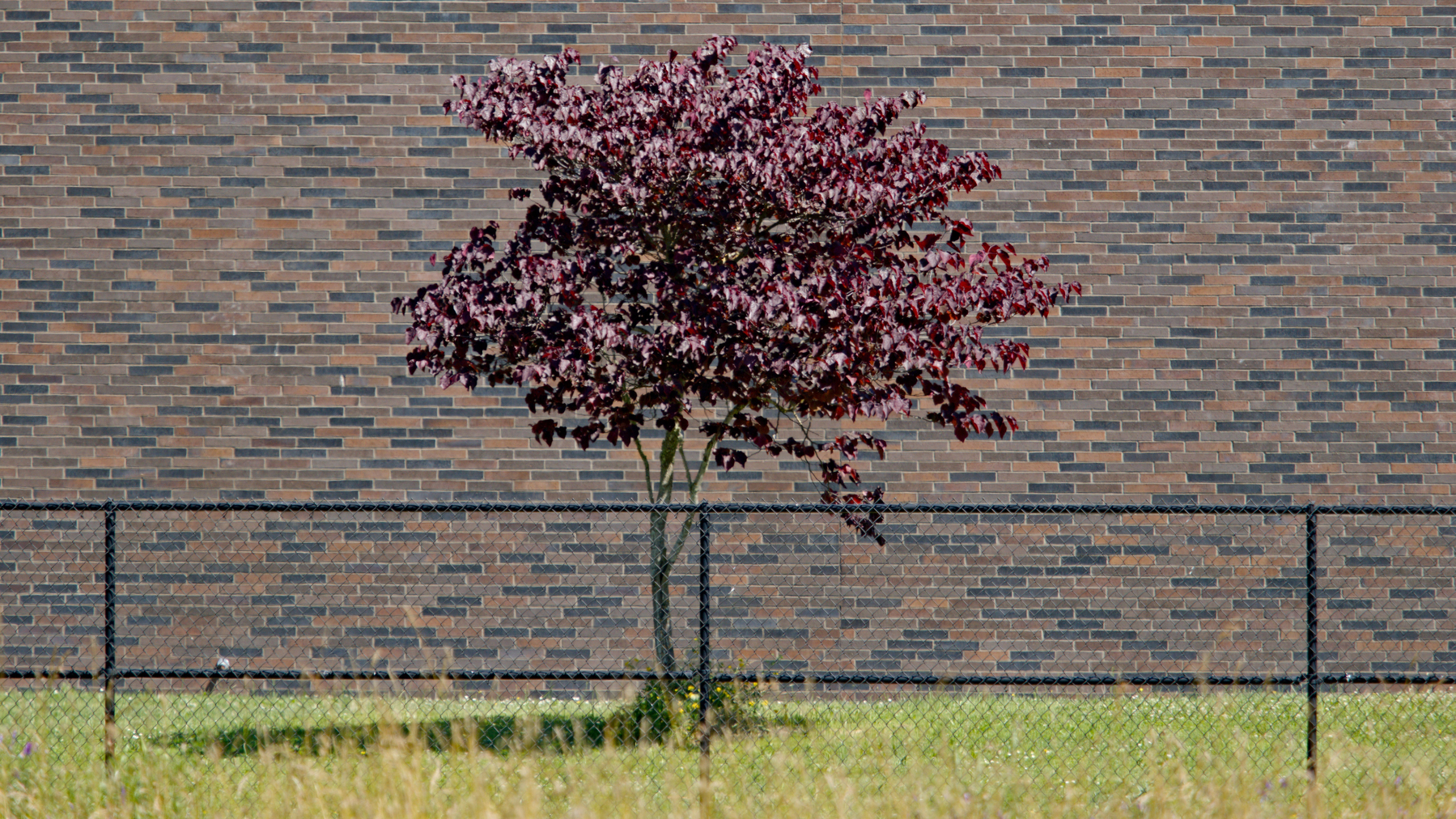 tree in front of a brick wall behind a low fence