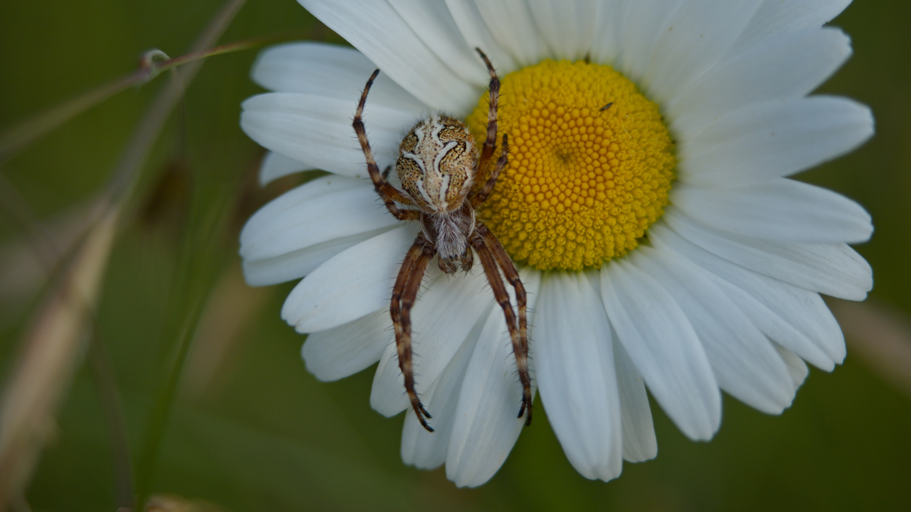 large spider and teeny fly on a daisy
