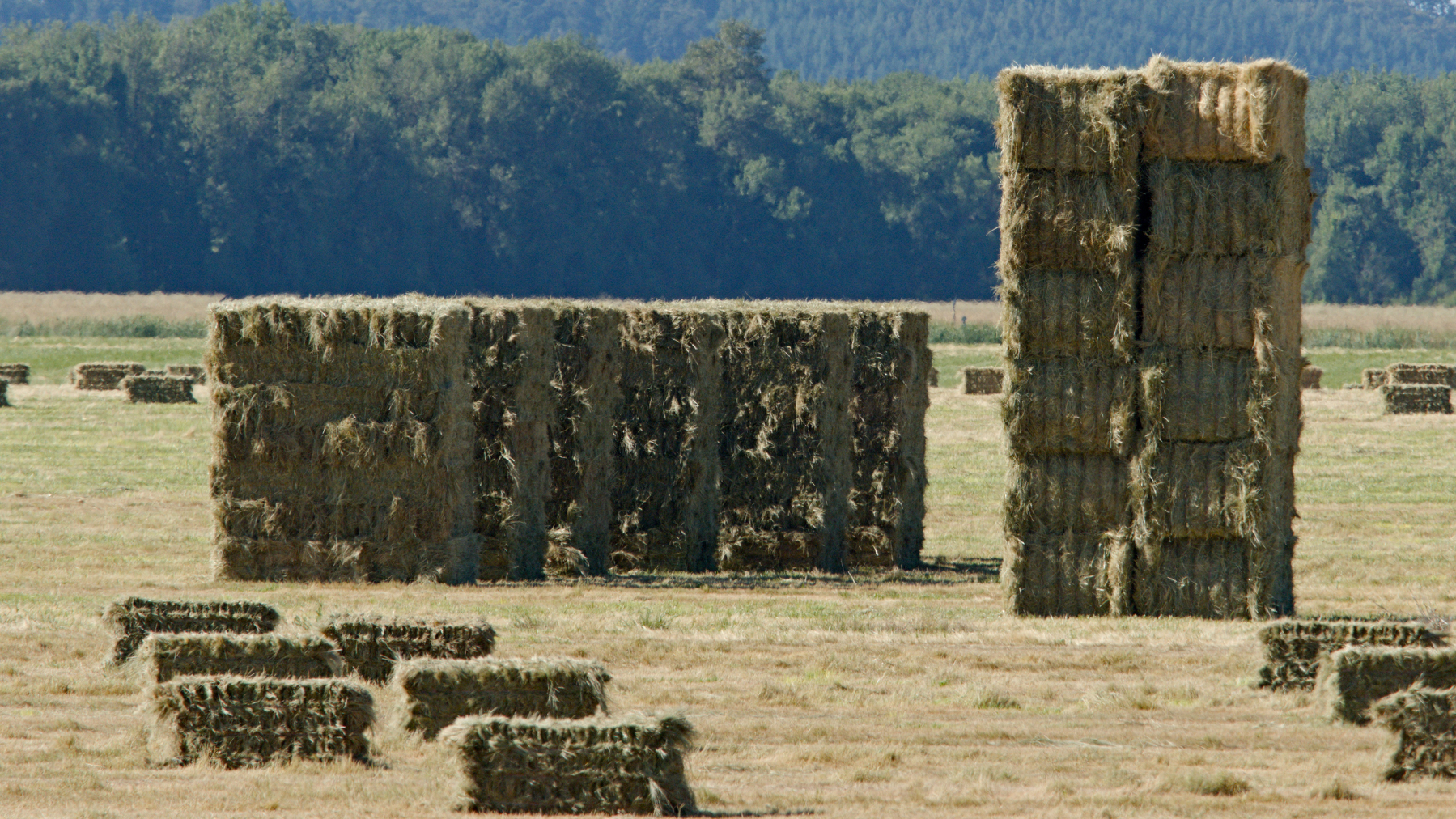 hay bales being stacked in a field