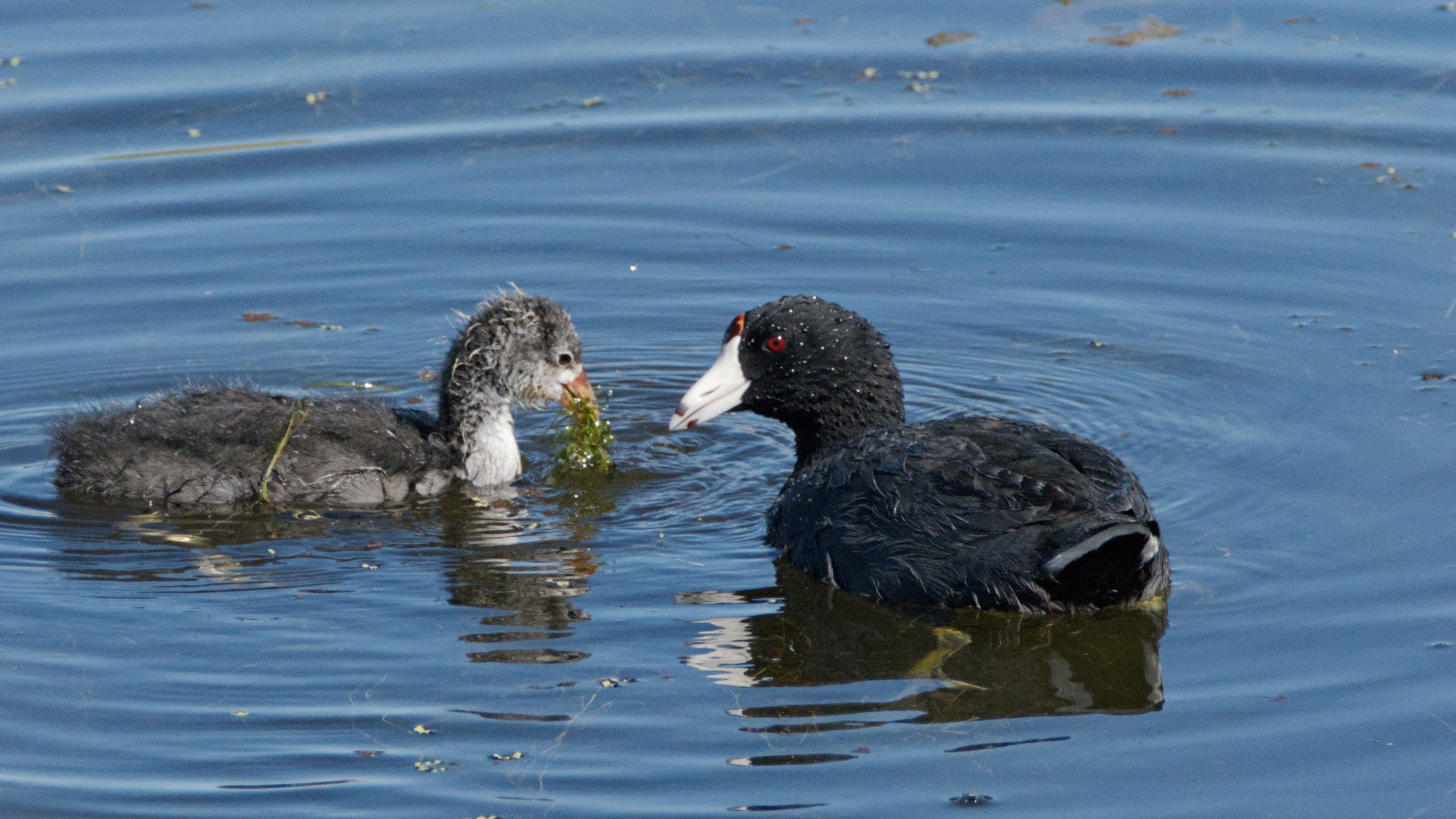 two waterbirds on a pond