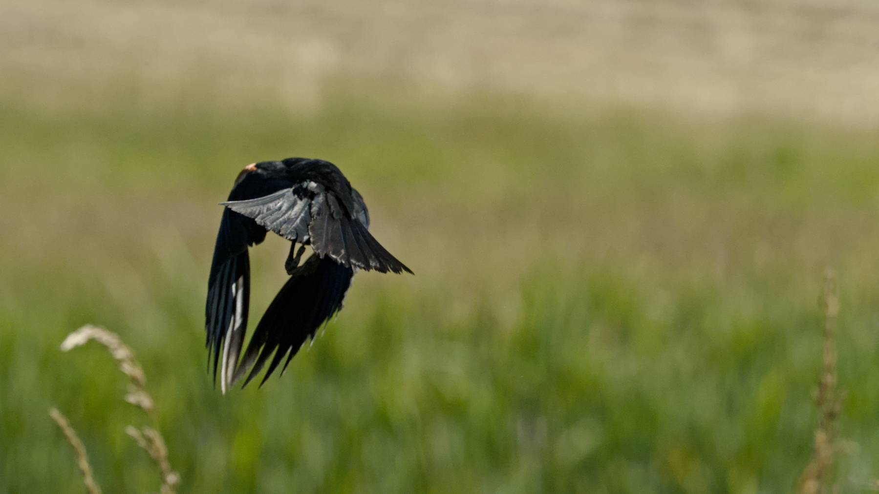red-winged blackbird flying away across a grassy field