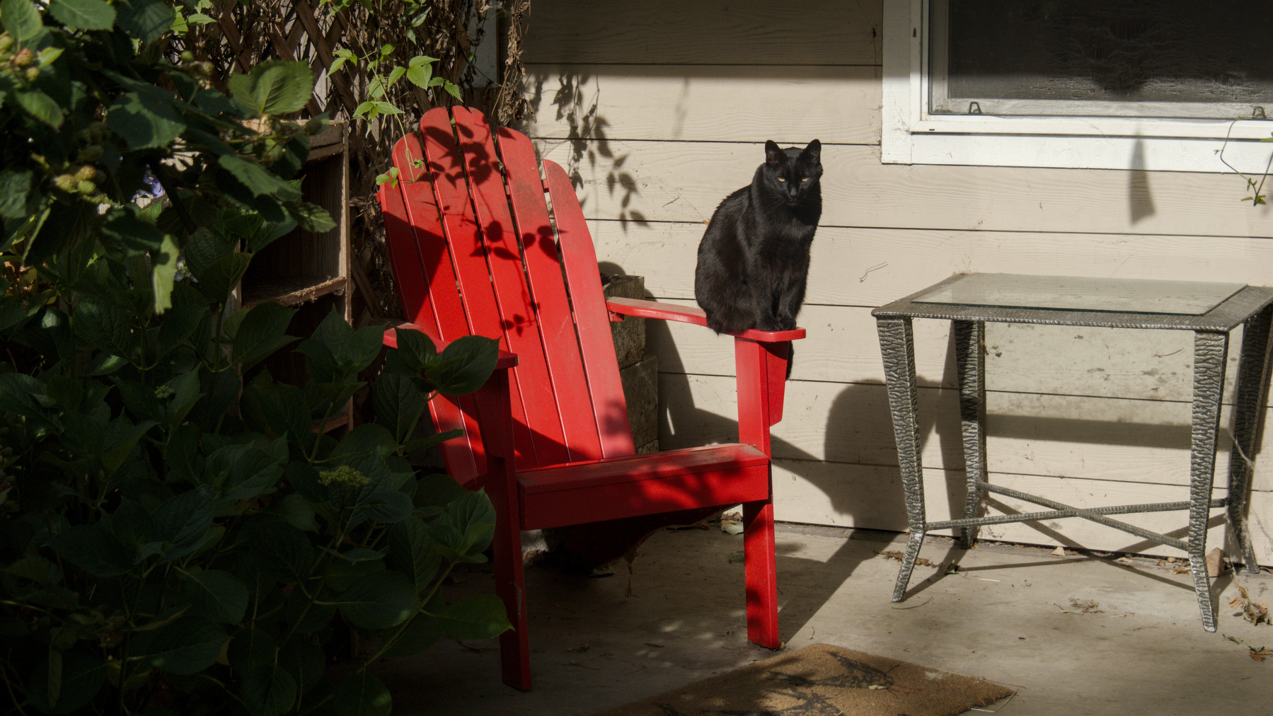 black cat sitting on a red chair