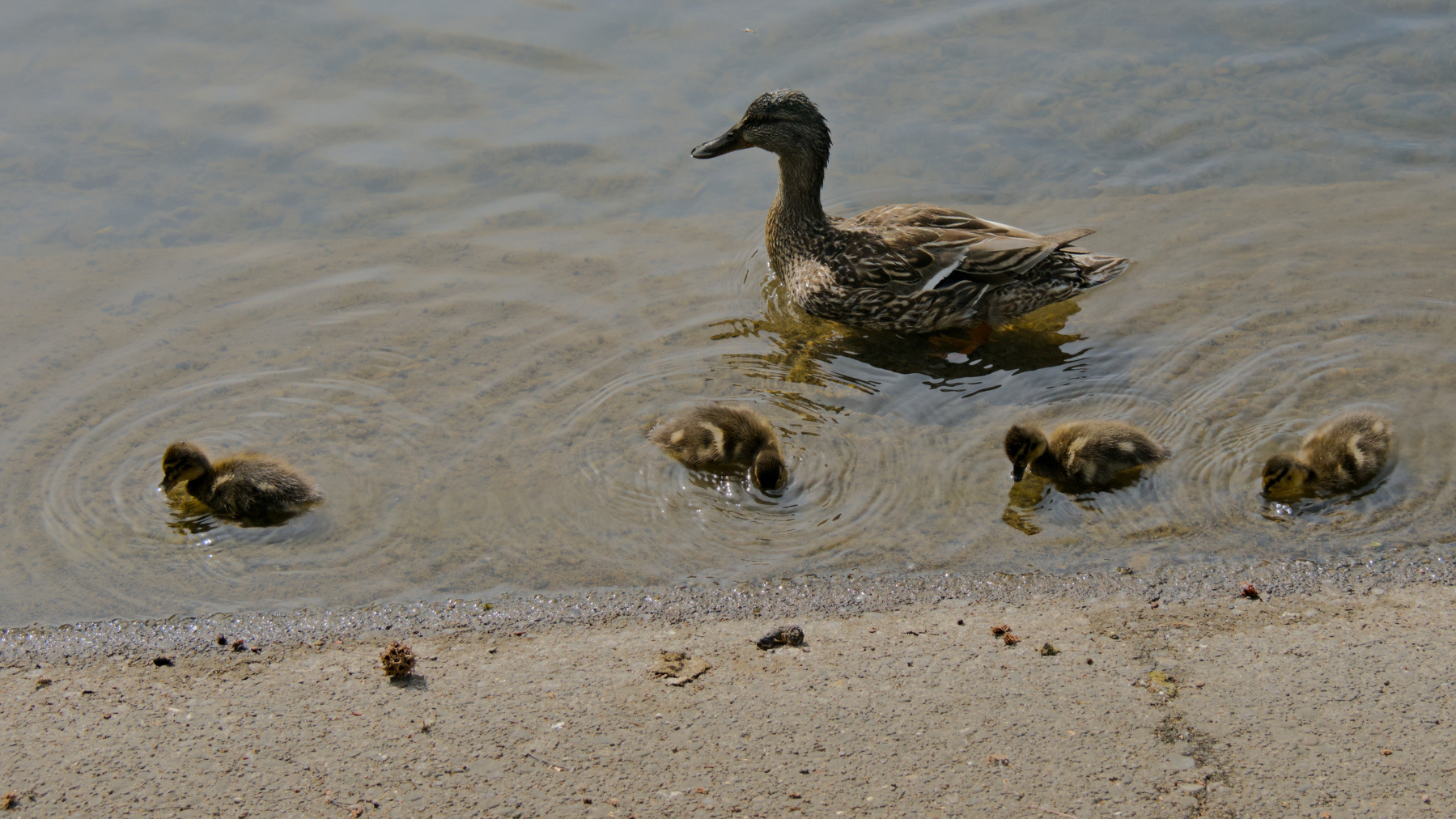mama duck with four ducklings