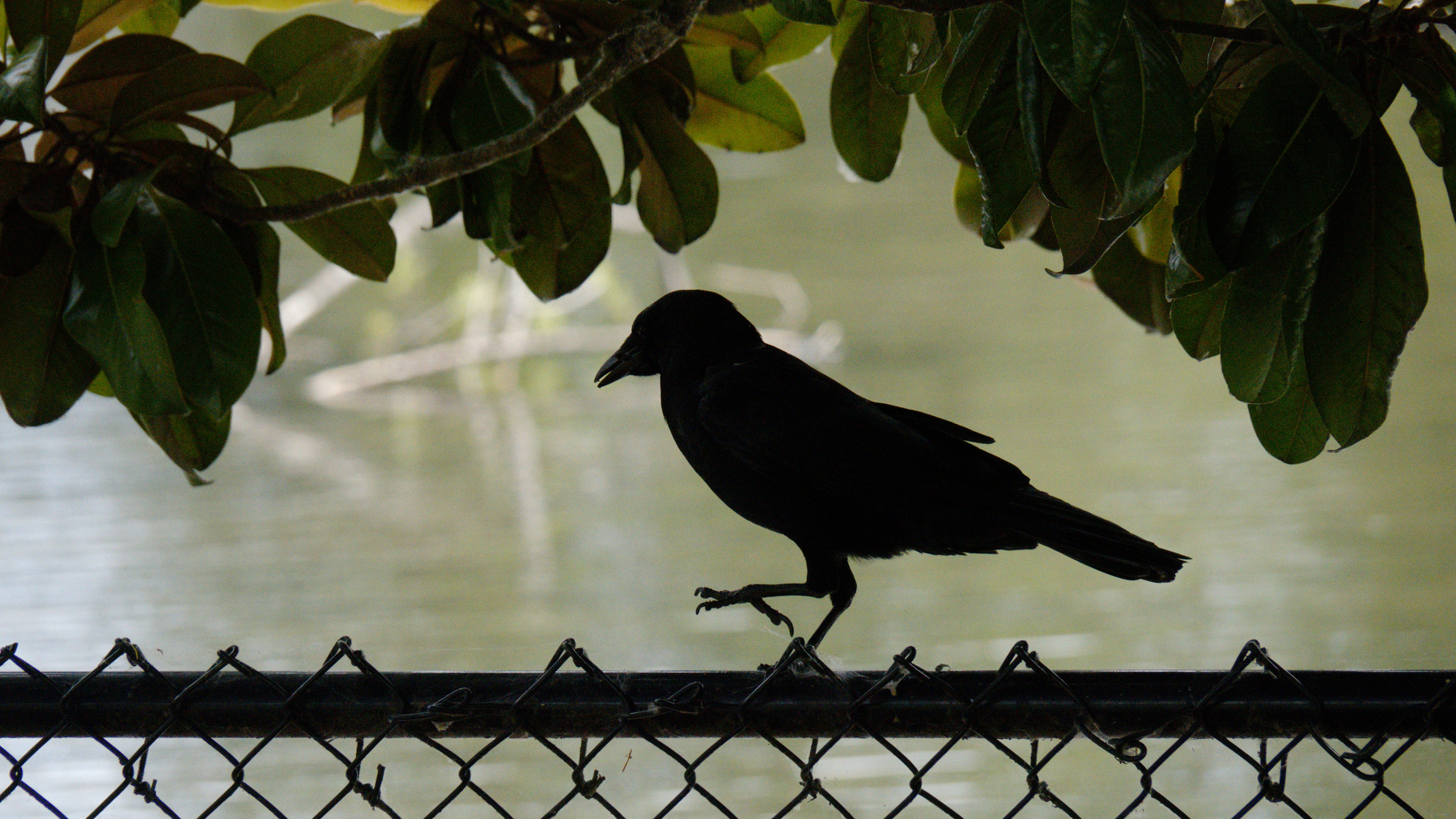 Silhouetted bird on a chain-link fence