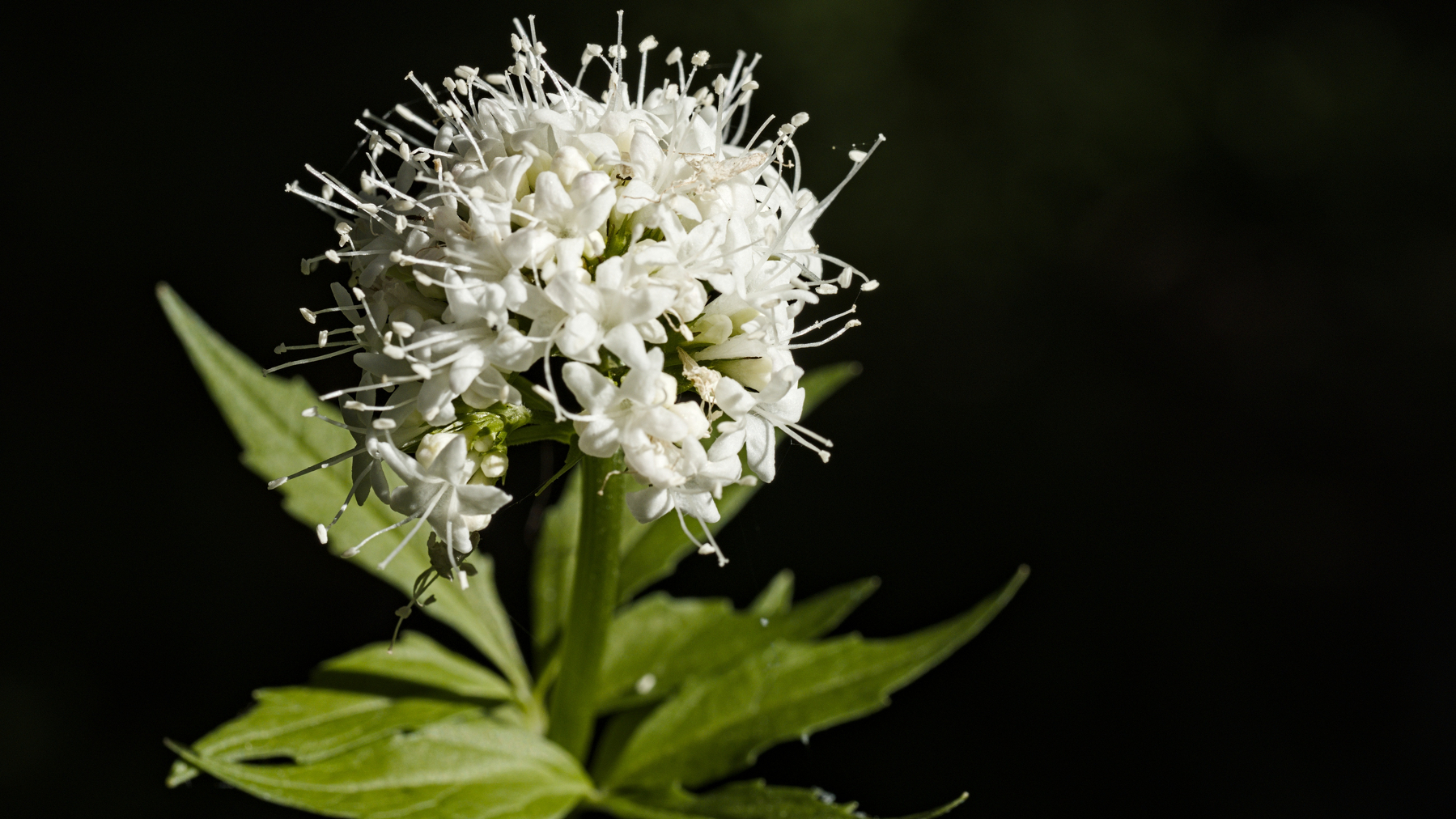 a spherical cluster of tiny white flowers