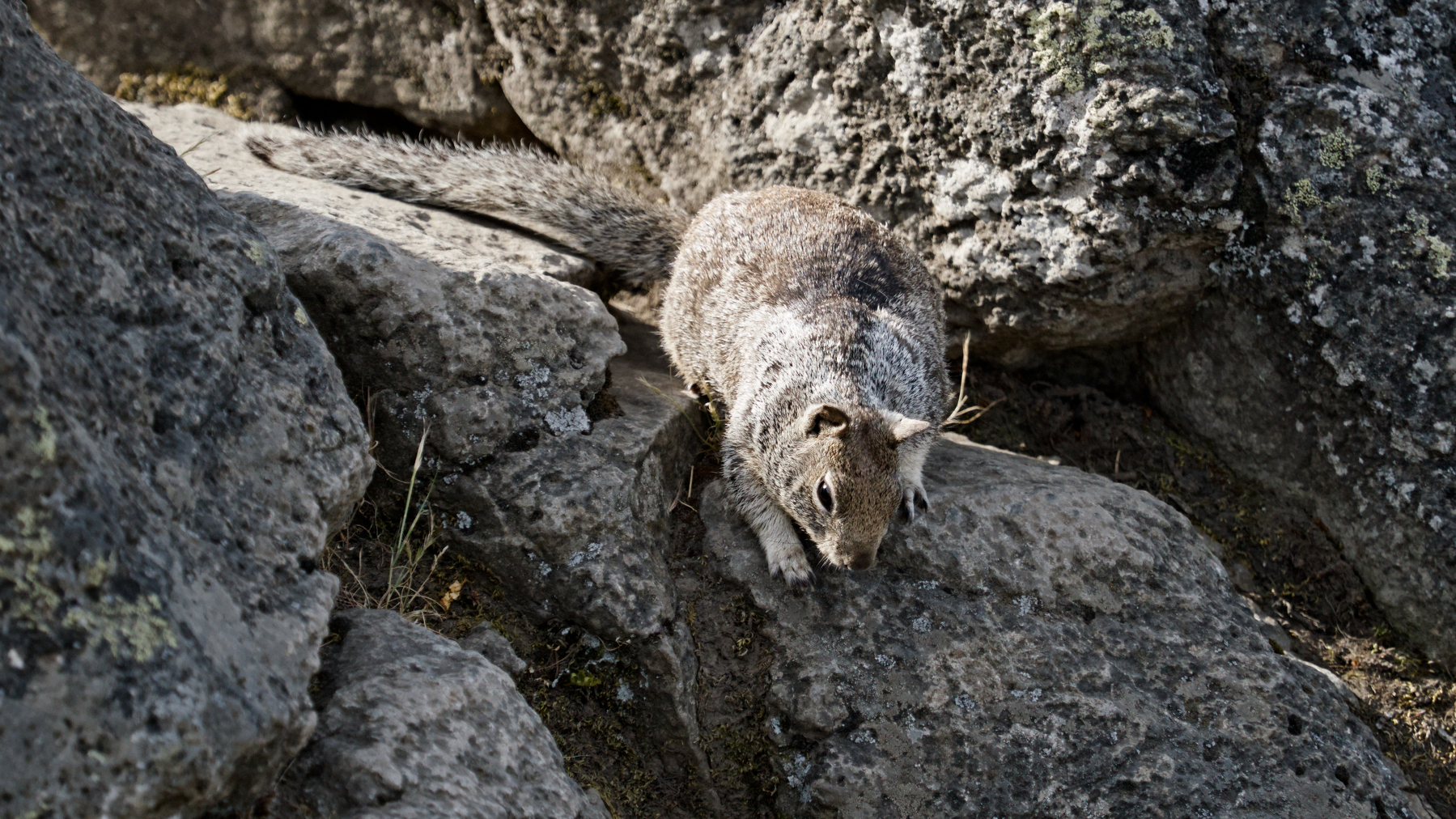 ground squirrel creeping down a rock