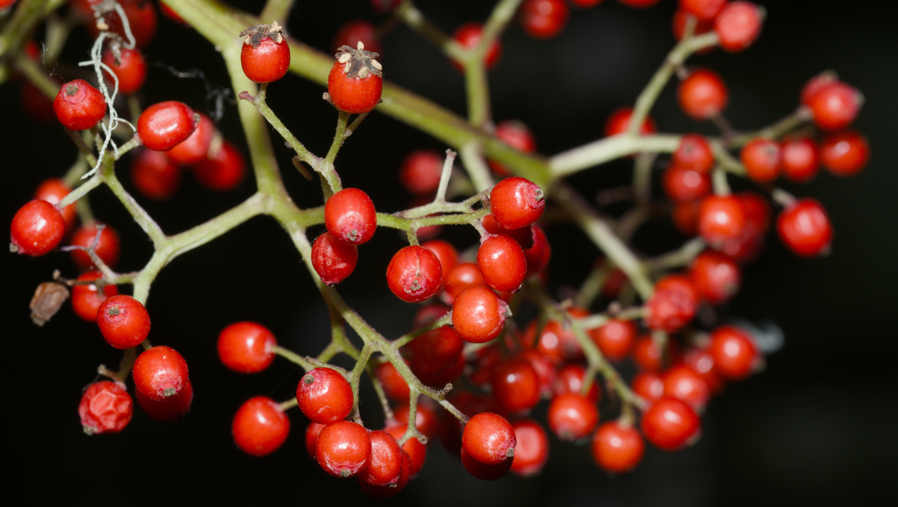 closeup of bright red berries