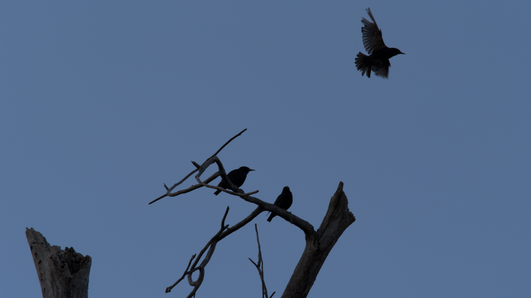 bird flying away from two other birds