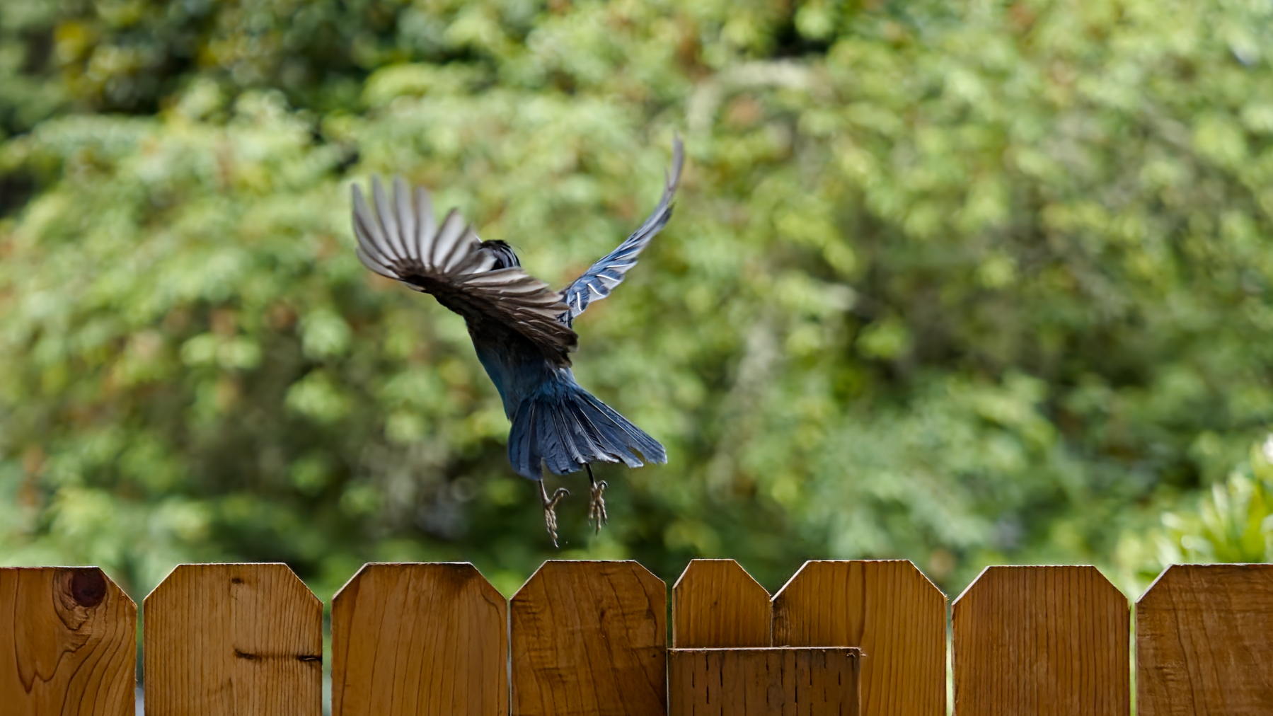 jay taking off from a fence