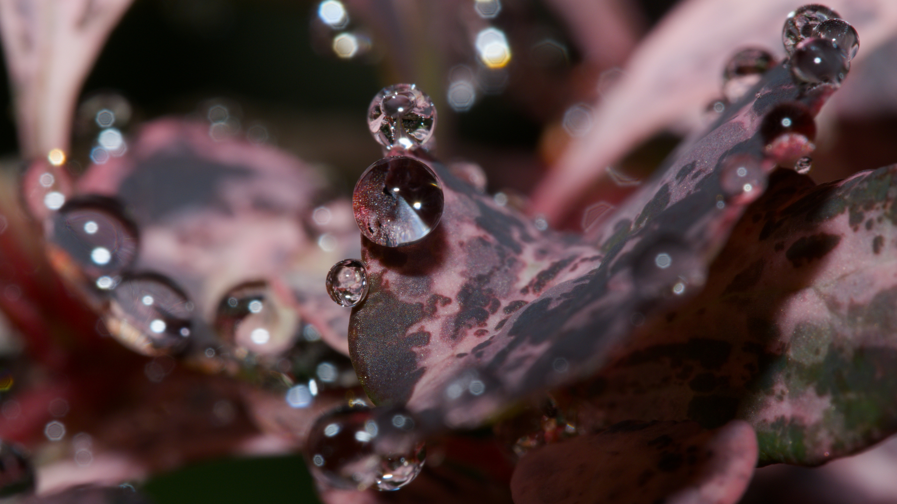 water drops on barberry leaves