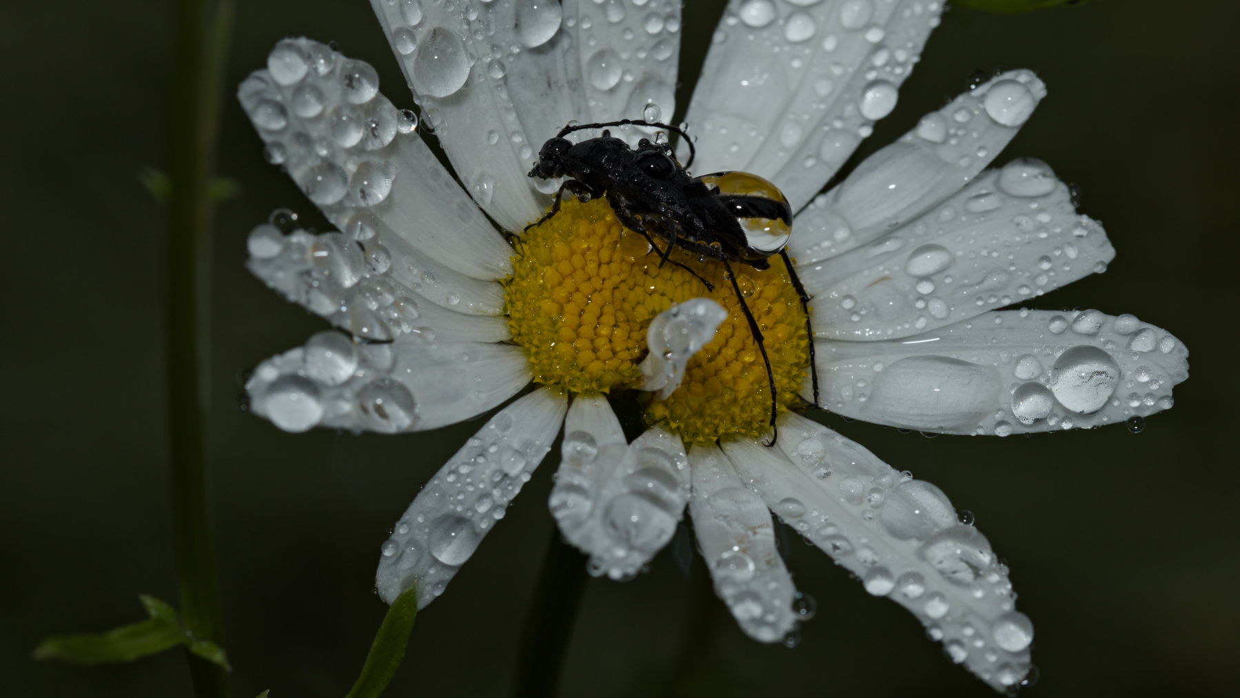 A very wet beetle on a flower