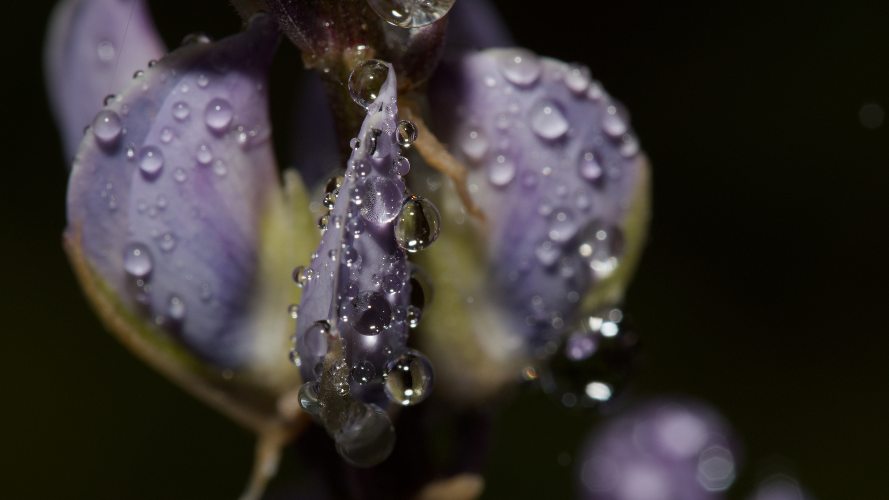 wet flowers