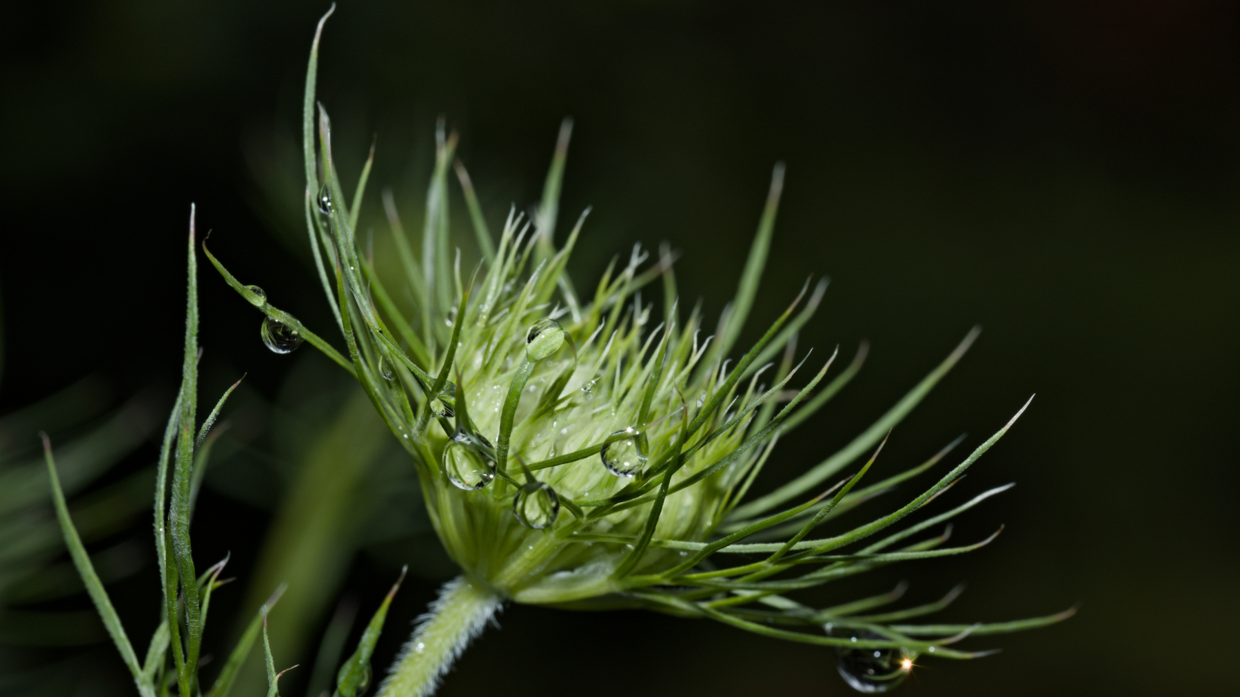 queen anne's lace flower head sprinkled with tiny water drops