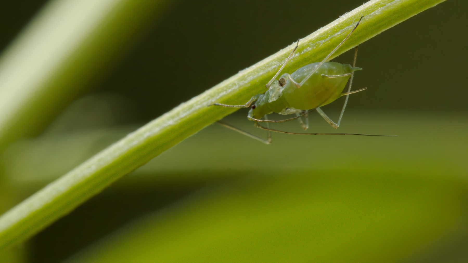 some sort of aphid on a plant stalk