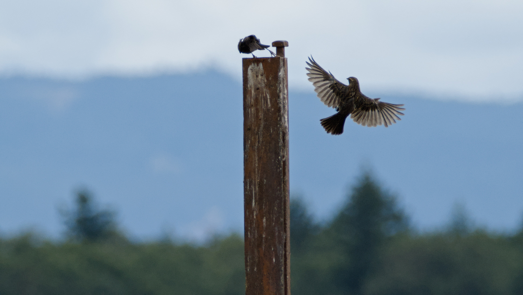 a couple of birds squabbling over a single perch