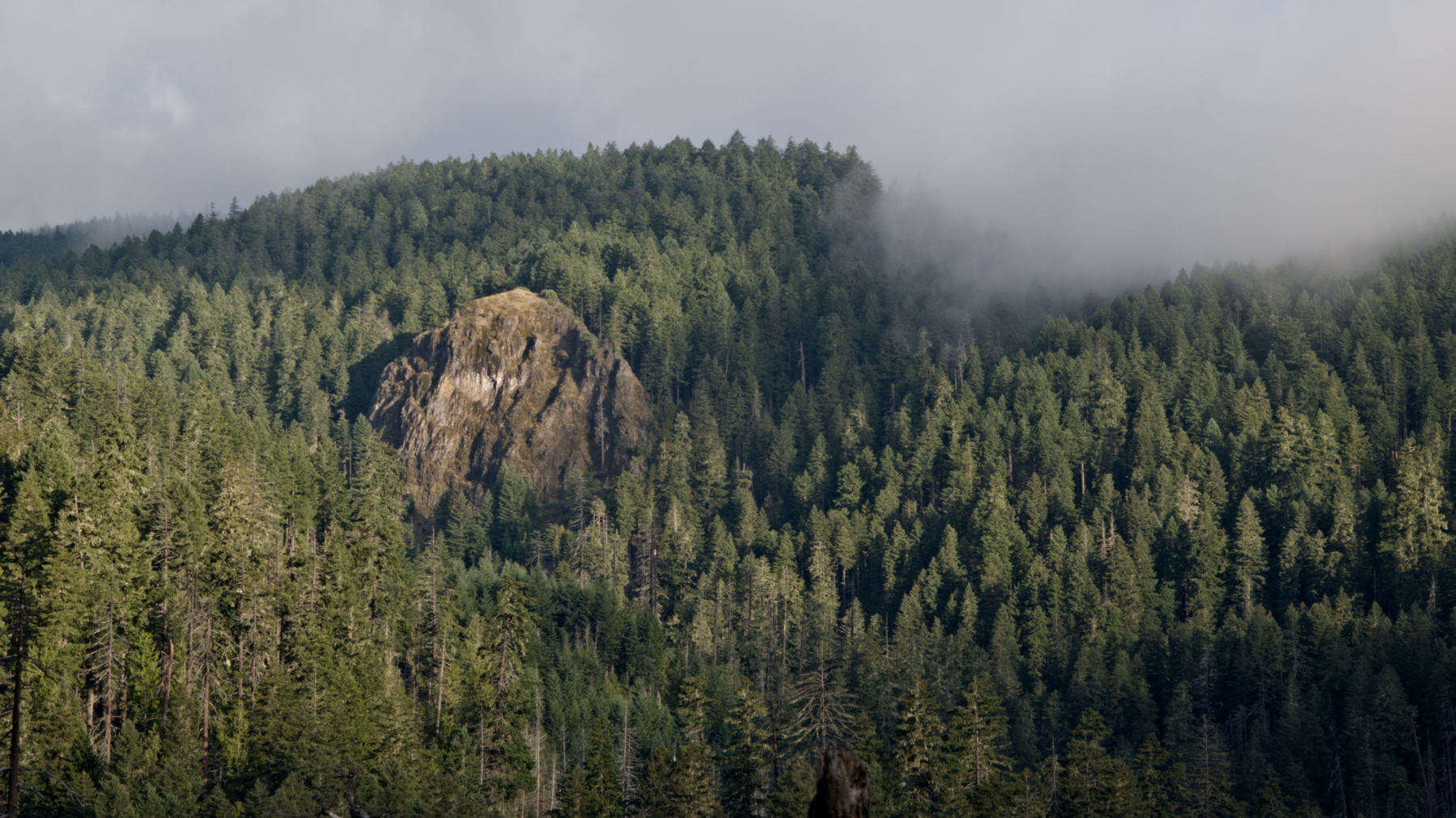 Cliffy rock sticking up from the forest