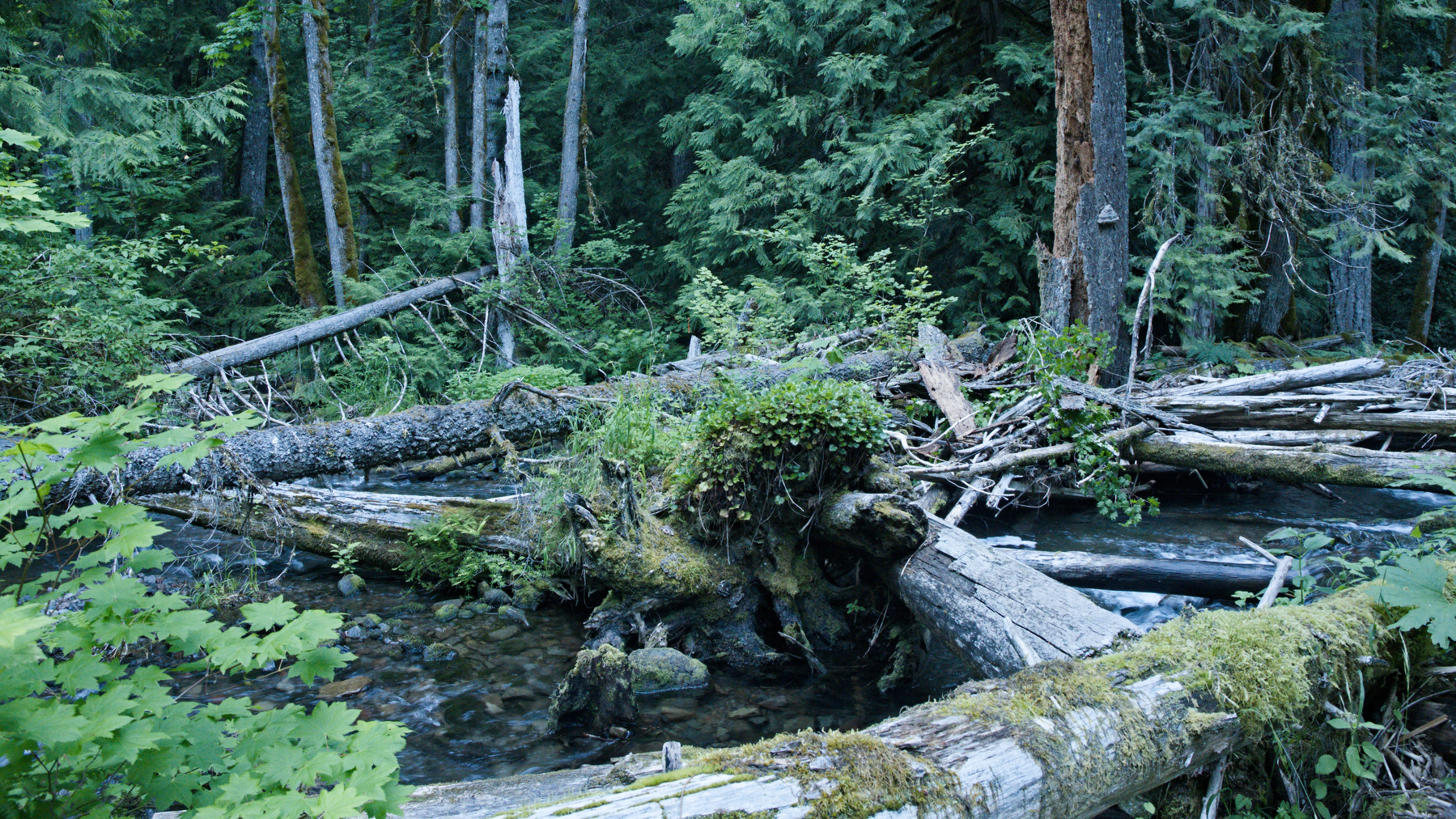 Logs tangled over flowing water