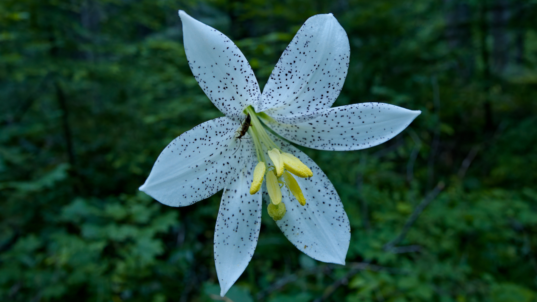 flower with a small beetle perched on it